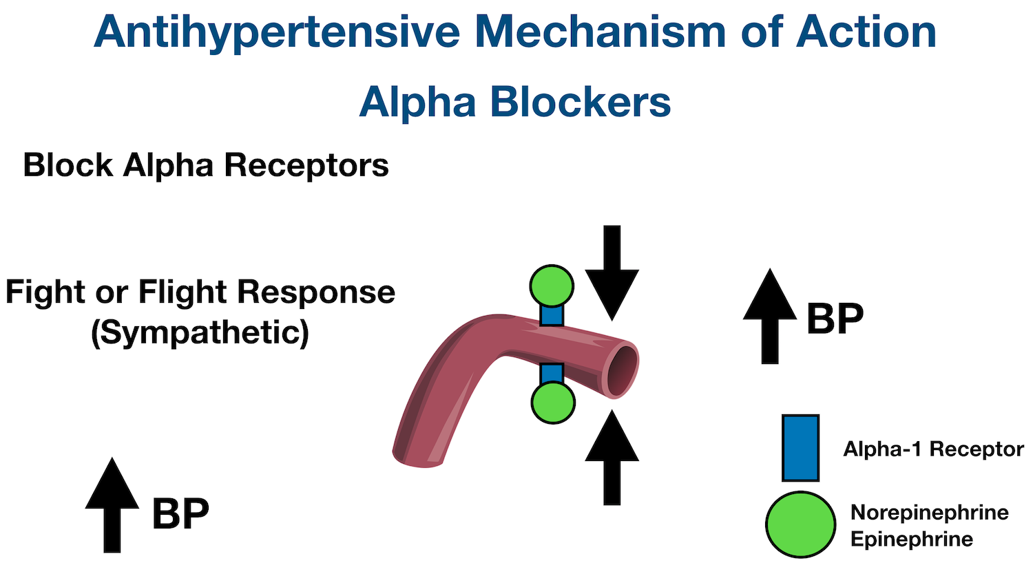 Vascular Alpha-1 Receptors: Sympathetic catecholamines such as norepinephrine and epinephrine can bind to alpha-1 receptors on blood vessels to increase vasoconstriction and blood pressure.
