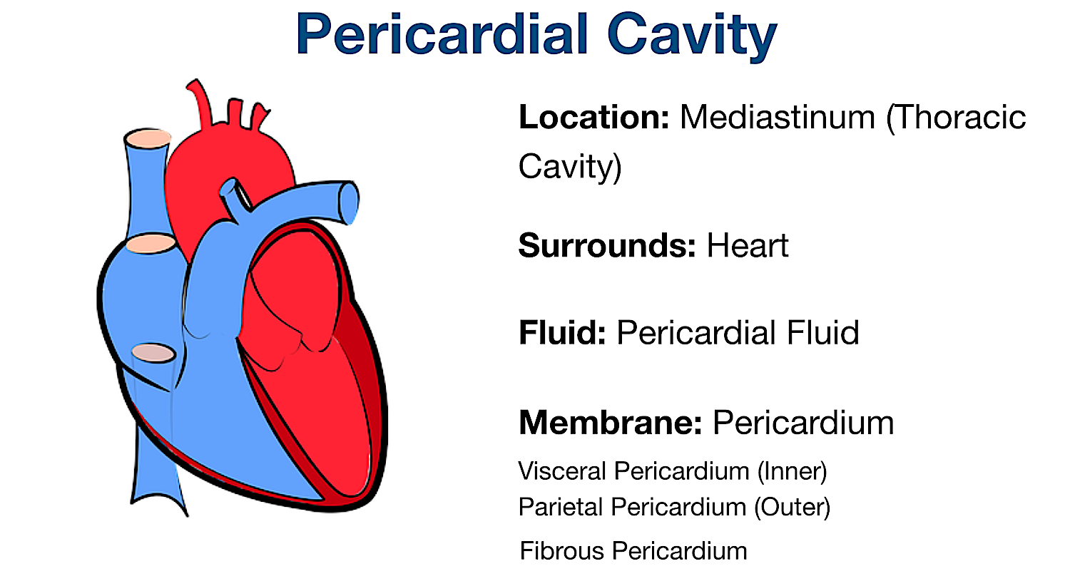 pericardial body cavity organs membrane heart mediastinum
