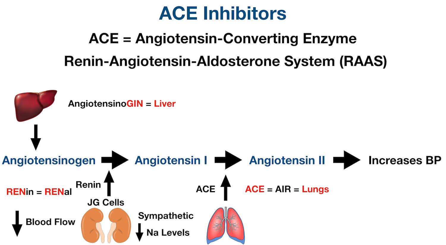 Angiotensin-converting enzyme (ACE) converts angiotensin I into angiotensin II. Angiotensin II has multiple effects on the body to increase blood pressure.