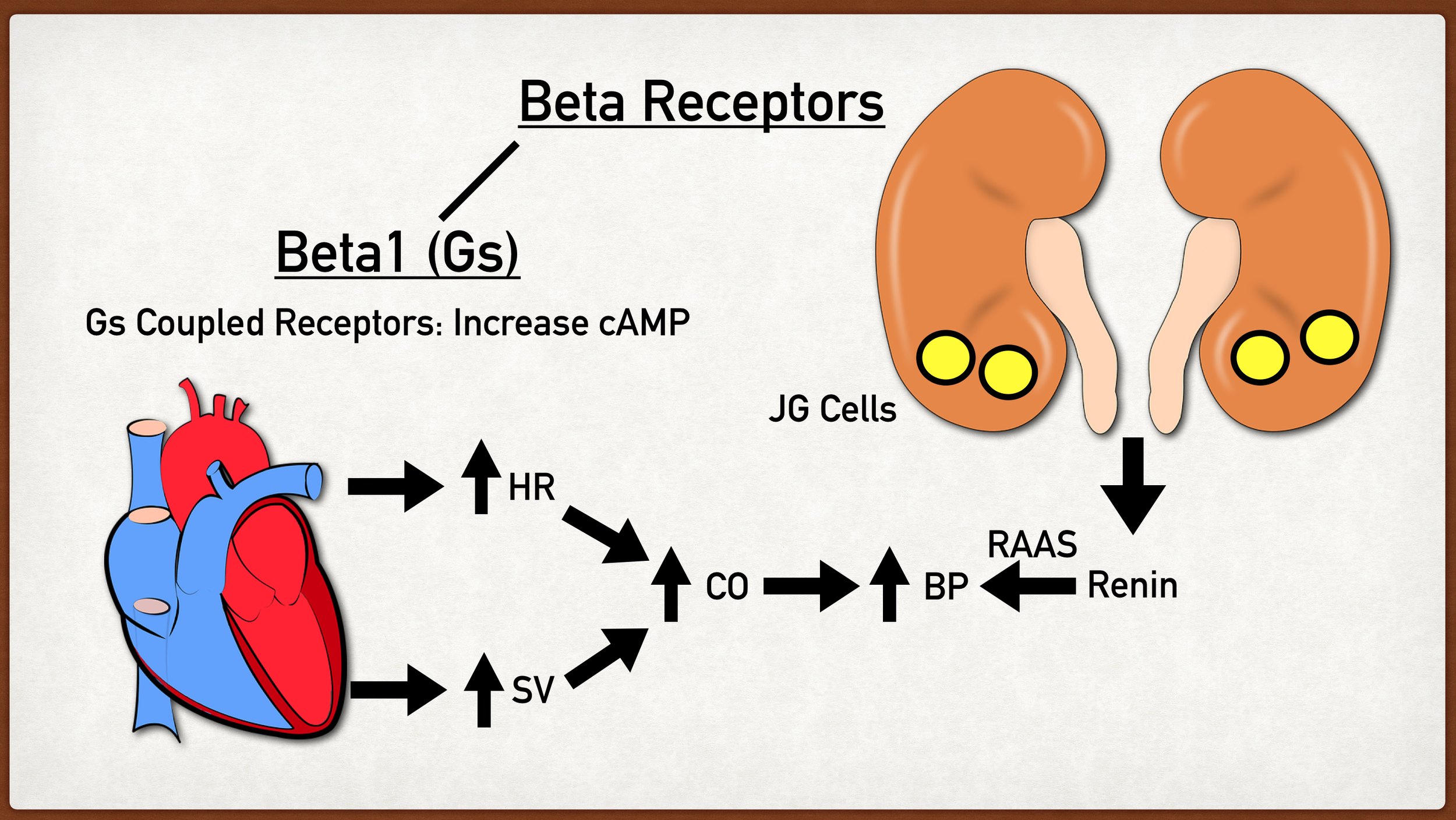 Beta Adrenergic Receptors: Types, Function, Location, Stimulation ...