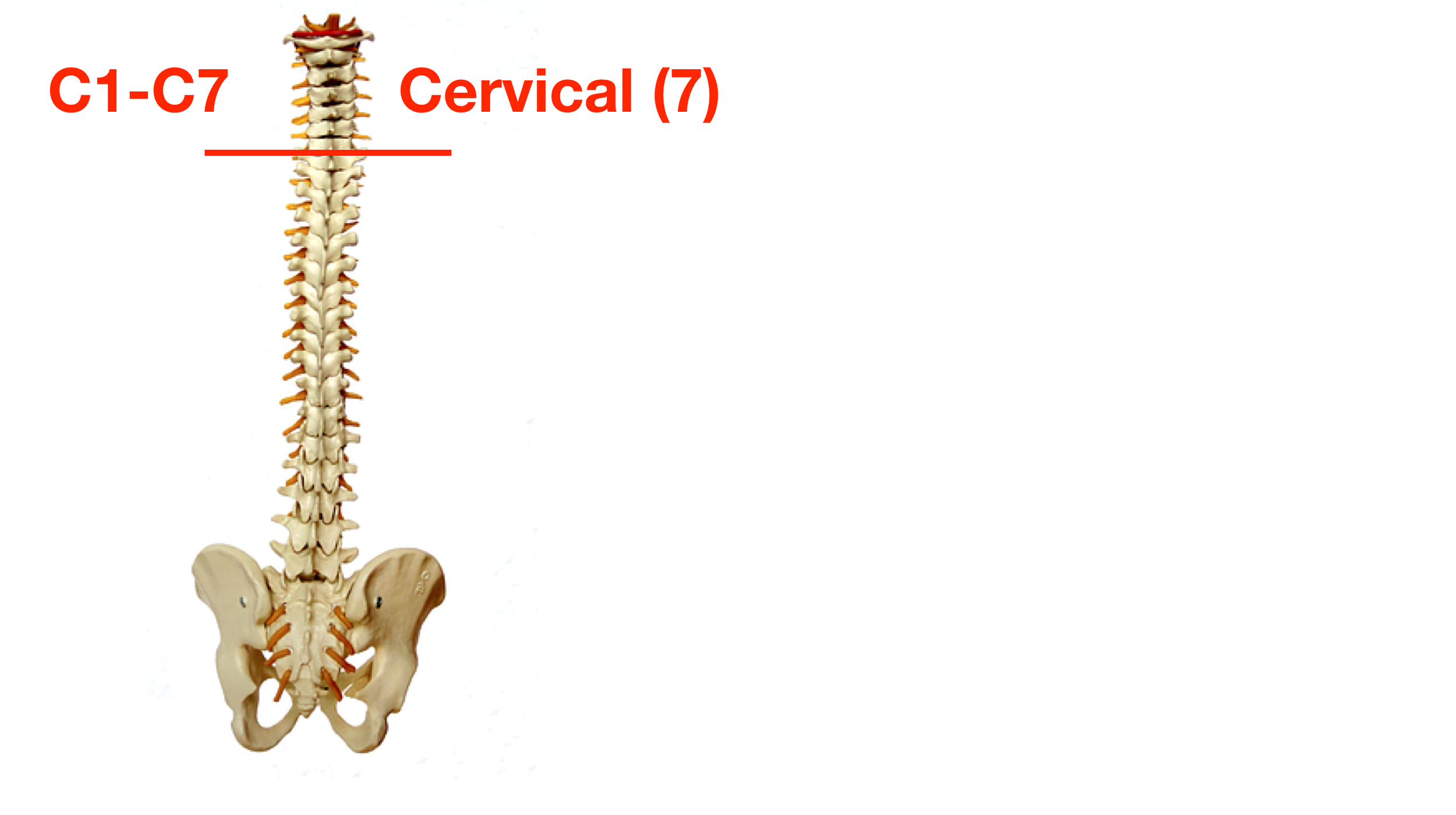 Image: There are 7 cervical vertebrae located in the neck labeled C1-C7.