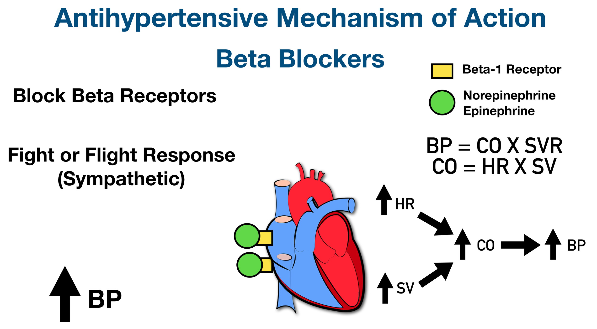 Cardiac Beta-1 Receptors: Sympathetic catecholamines such as norepinephrine and epinephrine can bind to beta-1 receptors in the heart to increase heart rate (HR), stroke volume (SV), cardiac output (CO), and blood pressure (BP).