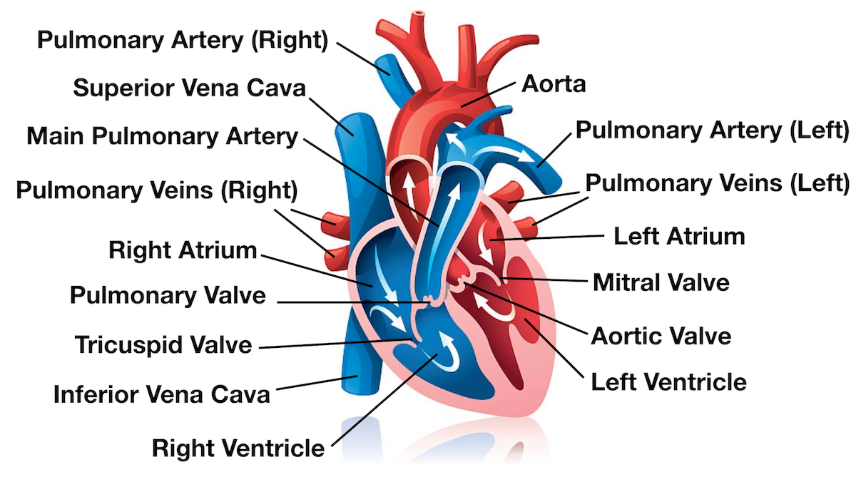 Diagram: Blood flow through the heart, cardiac circulation pathway, and anatomy of the heart.