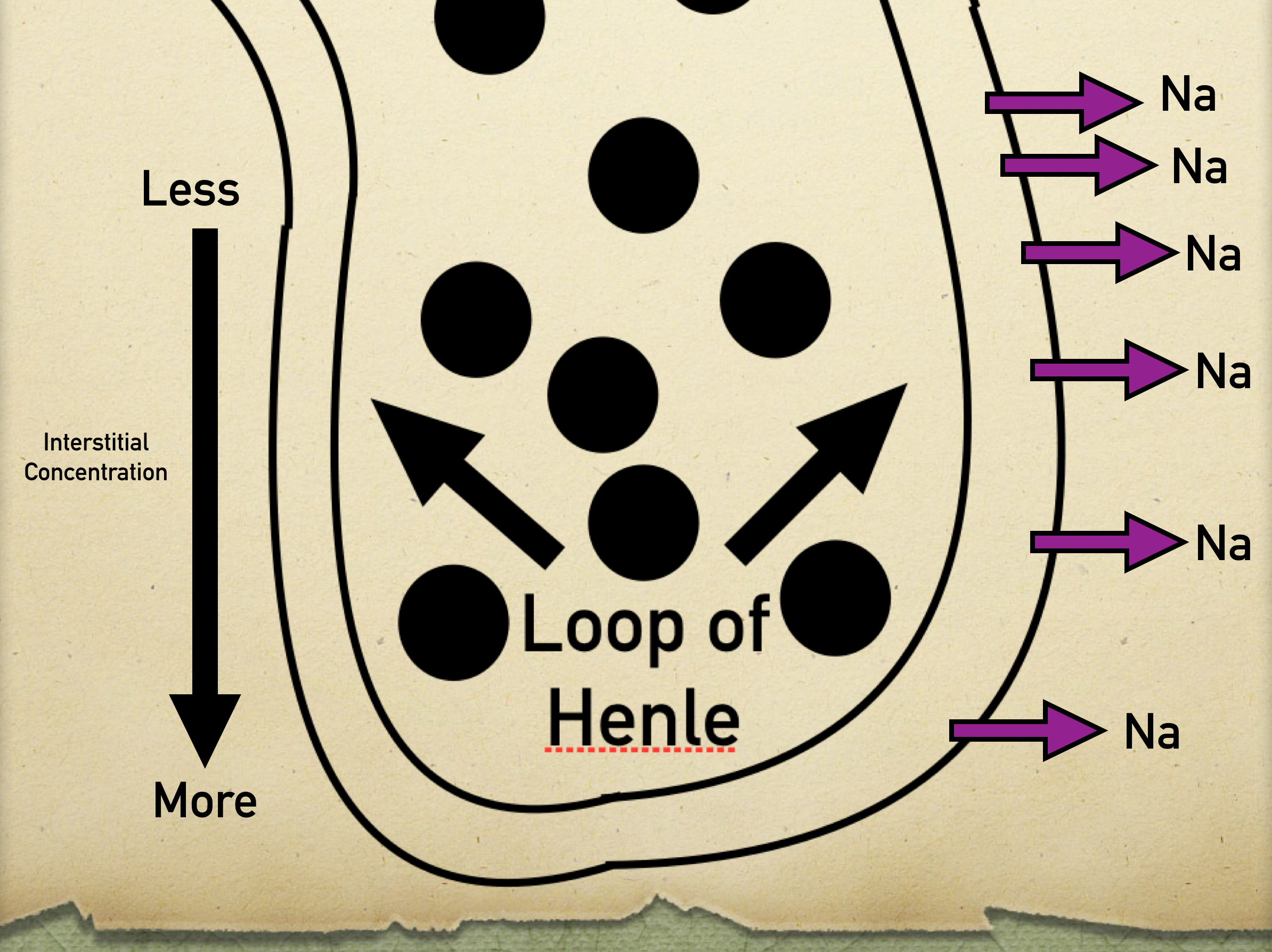 Ascending Loop of Henle: Sodium reabsorption occurs. As the interstitium concentration decreases the further up the renal medulla the ascending loop goes, the more sodium that gets reabsorbed to balance the osmolarity.
