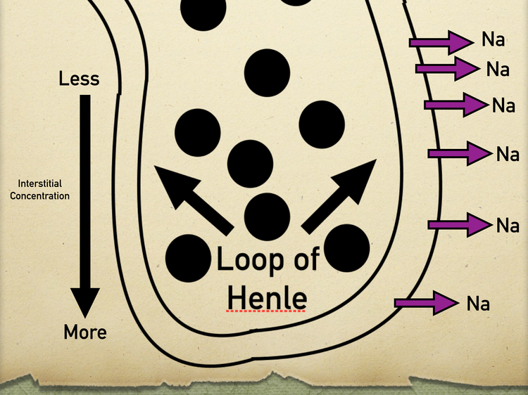 Nephron Structure: Labeled Diagram, Anatomy & Function of Renal Tubule ...