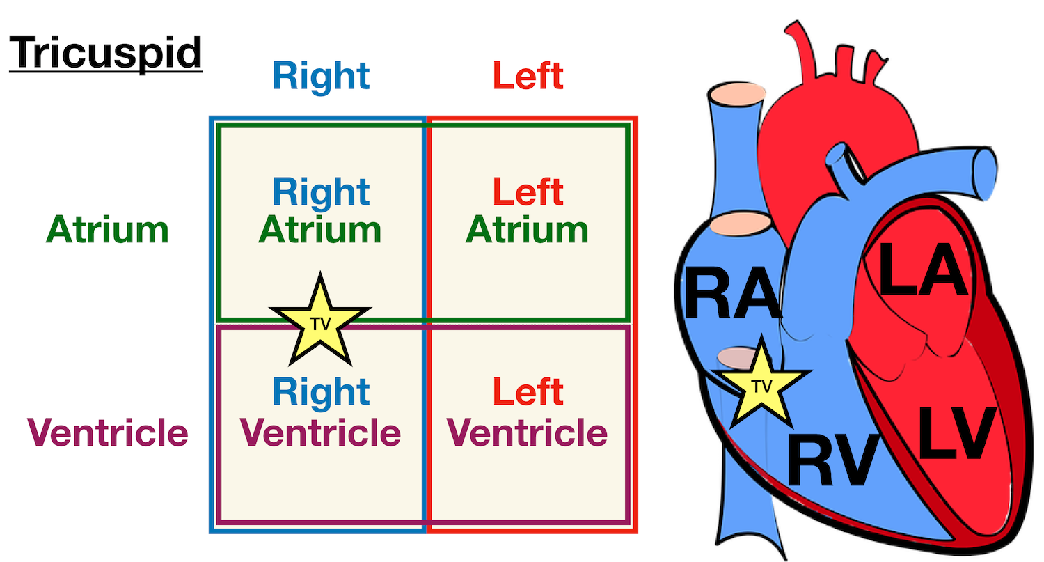 Image: Labeled diagram of the heart showing the tricuspid valve anatomically located between the right atrium and right ventricle.