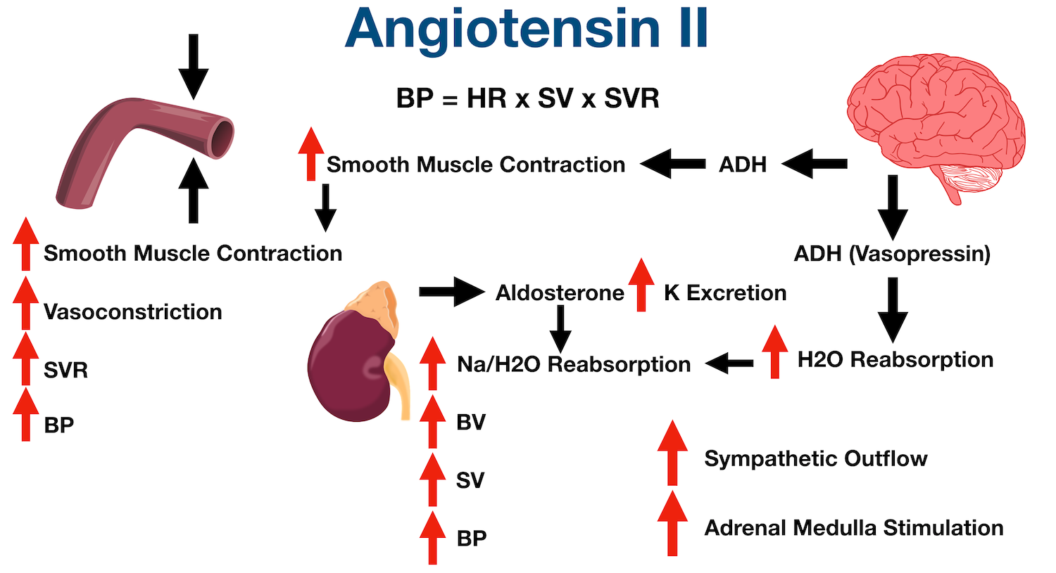 Angiotensin II augments sympathetic outflow centrally and stimulates the adrenal medulla to release epinephrine and norepinephrine.