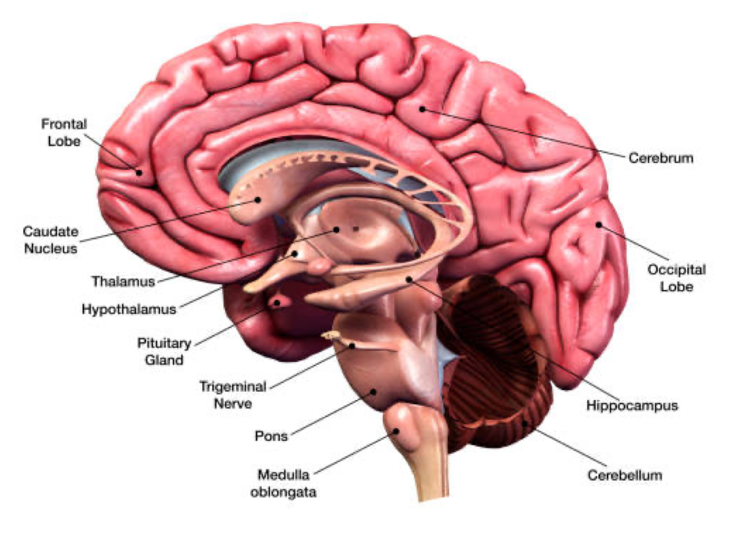 Image (Sagittal View): Appreciate the relationship between the caudate nucleus and thalamus, and how their anatomy will form the floor/lateral wall of different parts of the lateral ventricle.