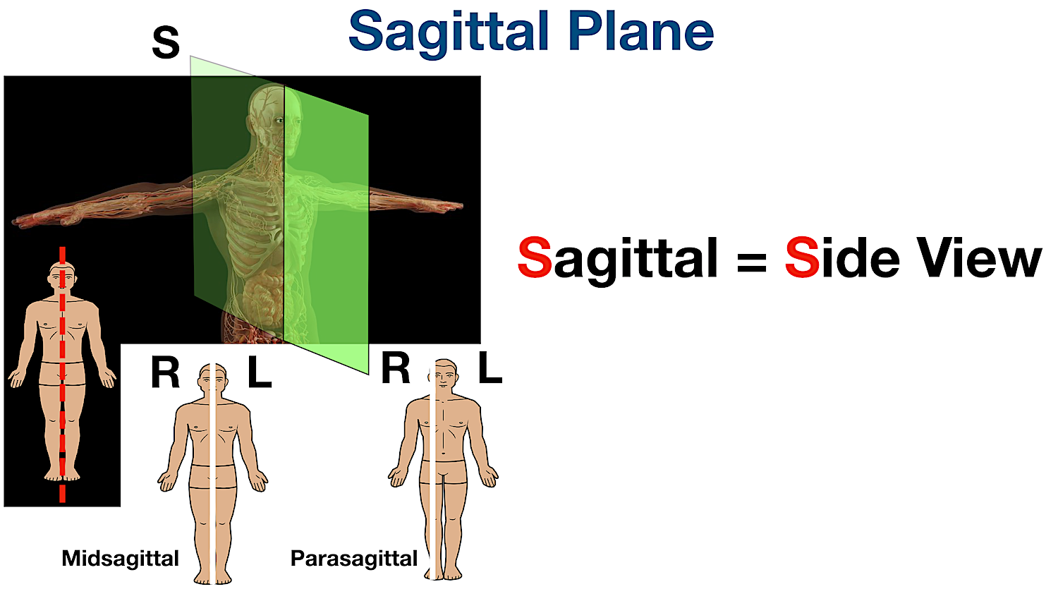 anatomical position sagittal planes body sections directional diagram