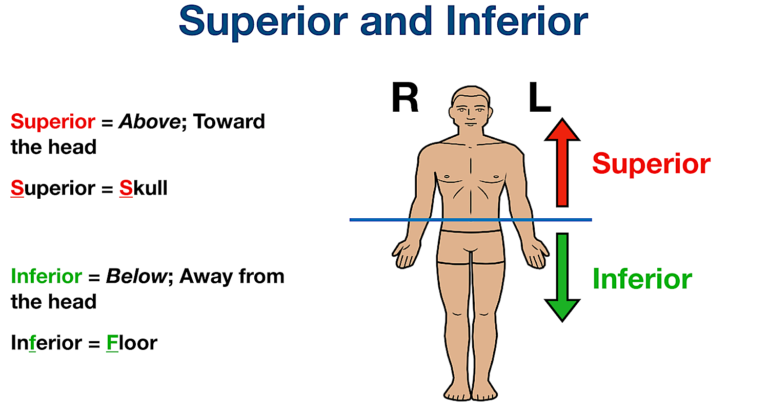anatomical position directional terms inferior definition example labeled diagram