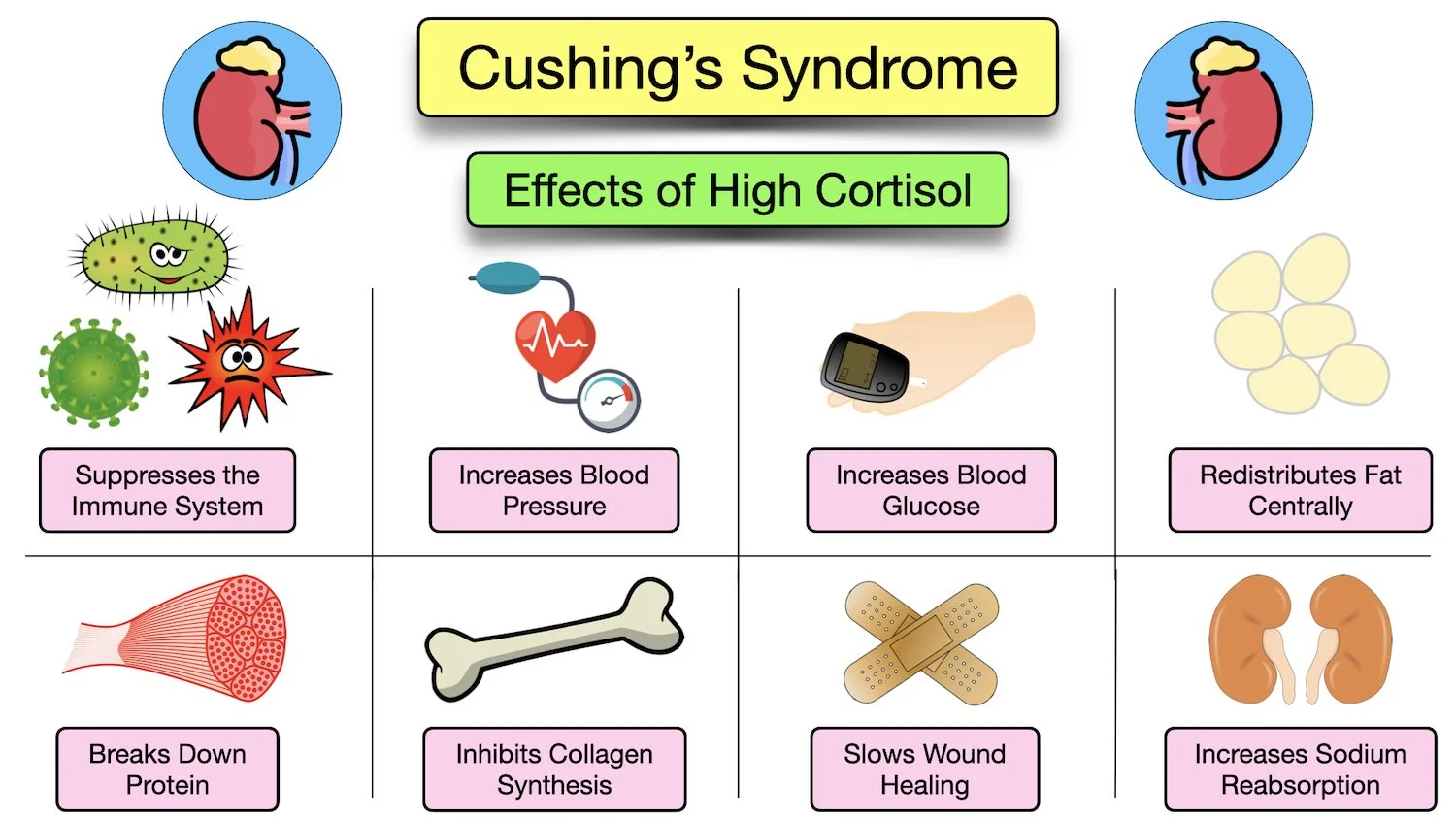 cortisol hormone function high level effects body cushings syndrome symptoms