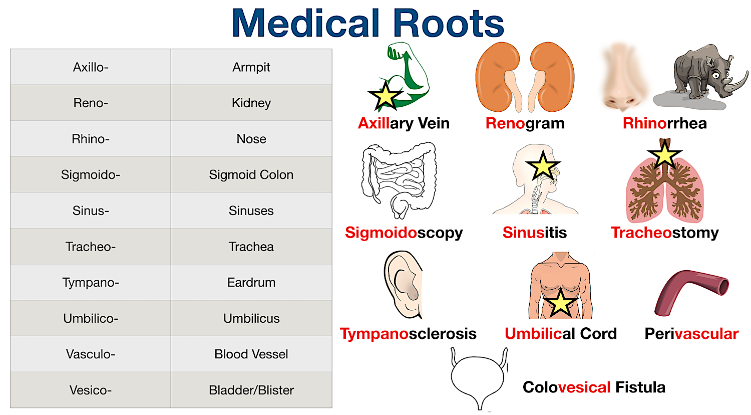 Medical Terminology: List of common root words