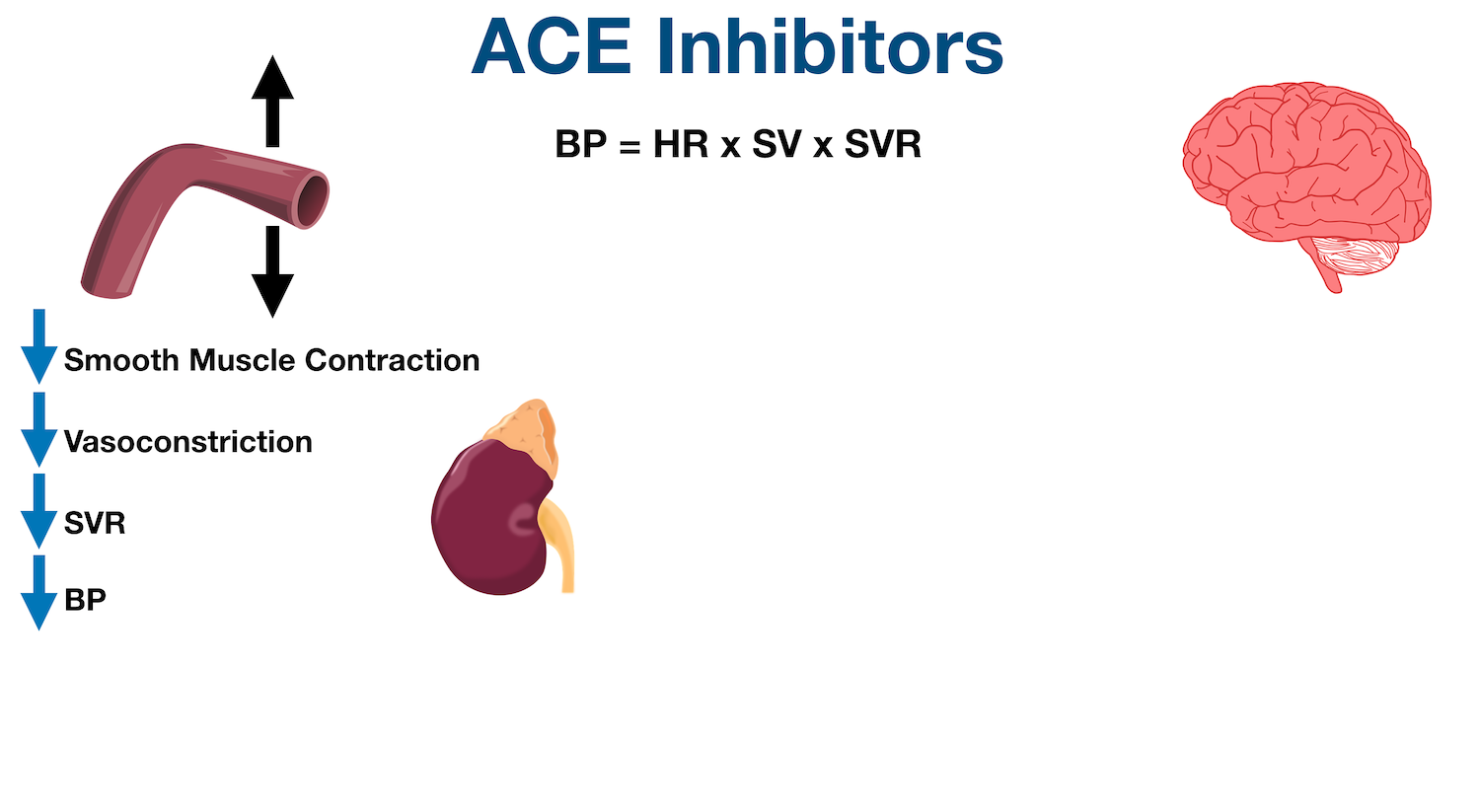 Decreased angiotensin II levels from ACE inhibitors results in decreased smooth muscle contraction, decreased vasoconstriction, decreased systemic vascular resistance (SVR), and decreased blood pressure (BP).