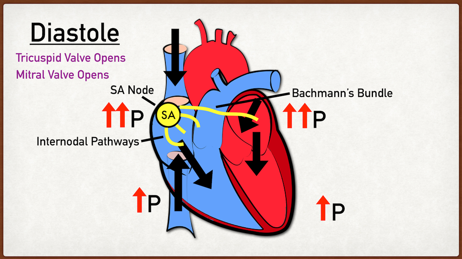 cardiac cycle diagram phases steps in order diastole explained