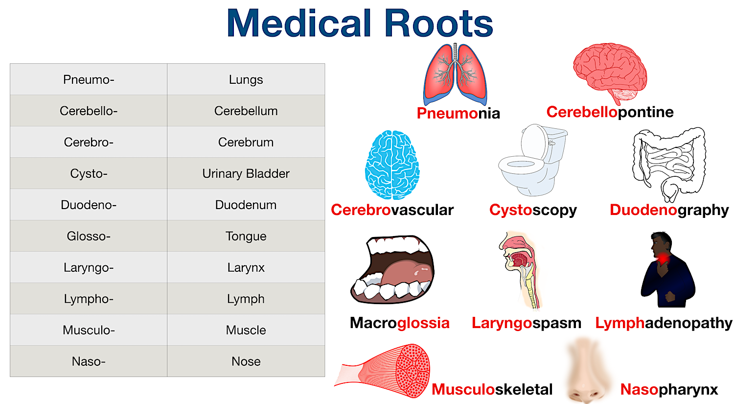 Medical Terminology: List of common root words