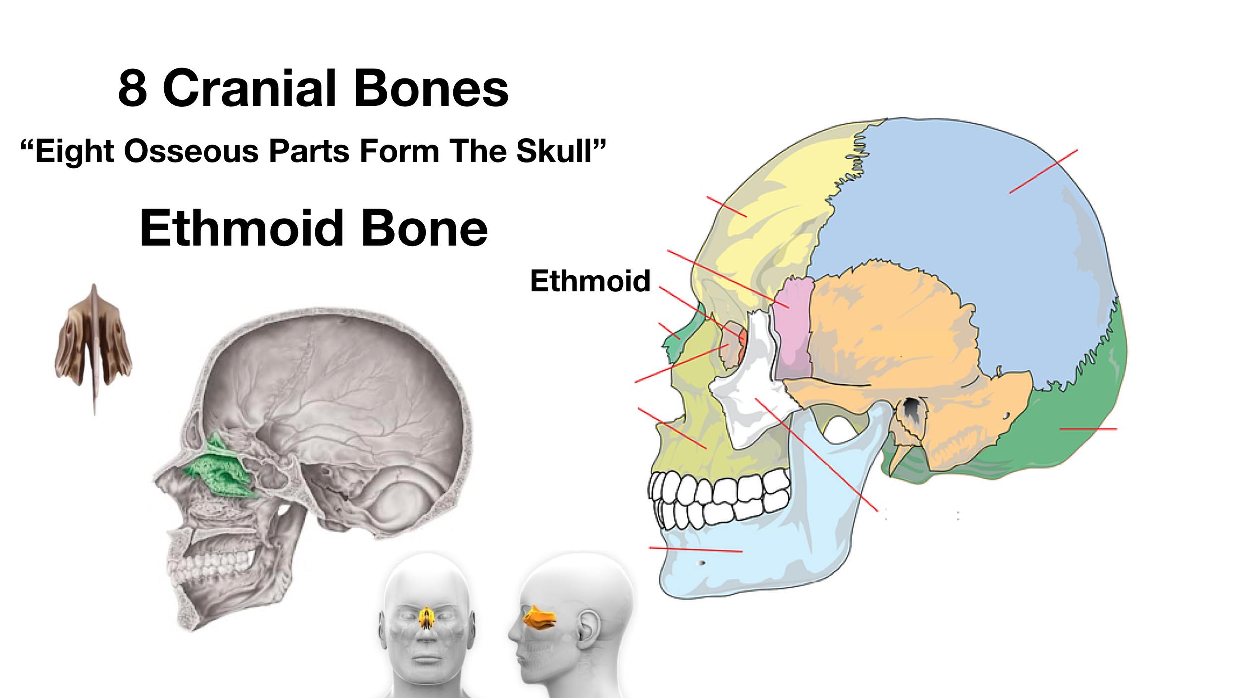 Image: Top Left - Isolated ethmoid bone. Middle - Ethmoid bone is shown in green. Bottom Right - Ethmoid bone is highlighted in yellow.