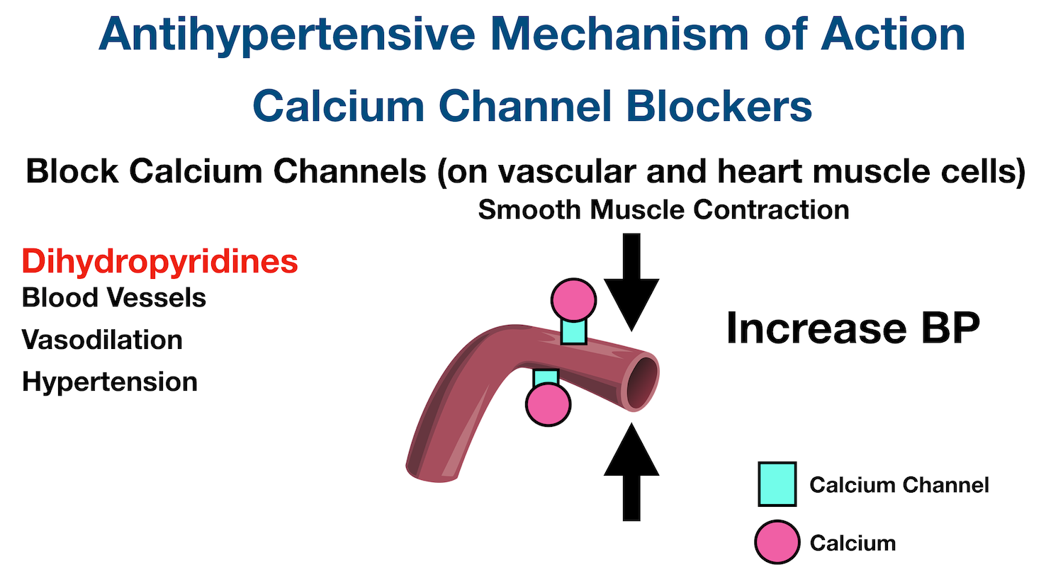 Vascular Smooth Muscle Cell Calcium Channels: When calcium enters vascular smooth muscle cells through calcium channels, it leads to smooth muscle contraction, vasoconstriction, and an increase in blood pressure.