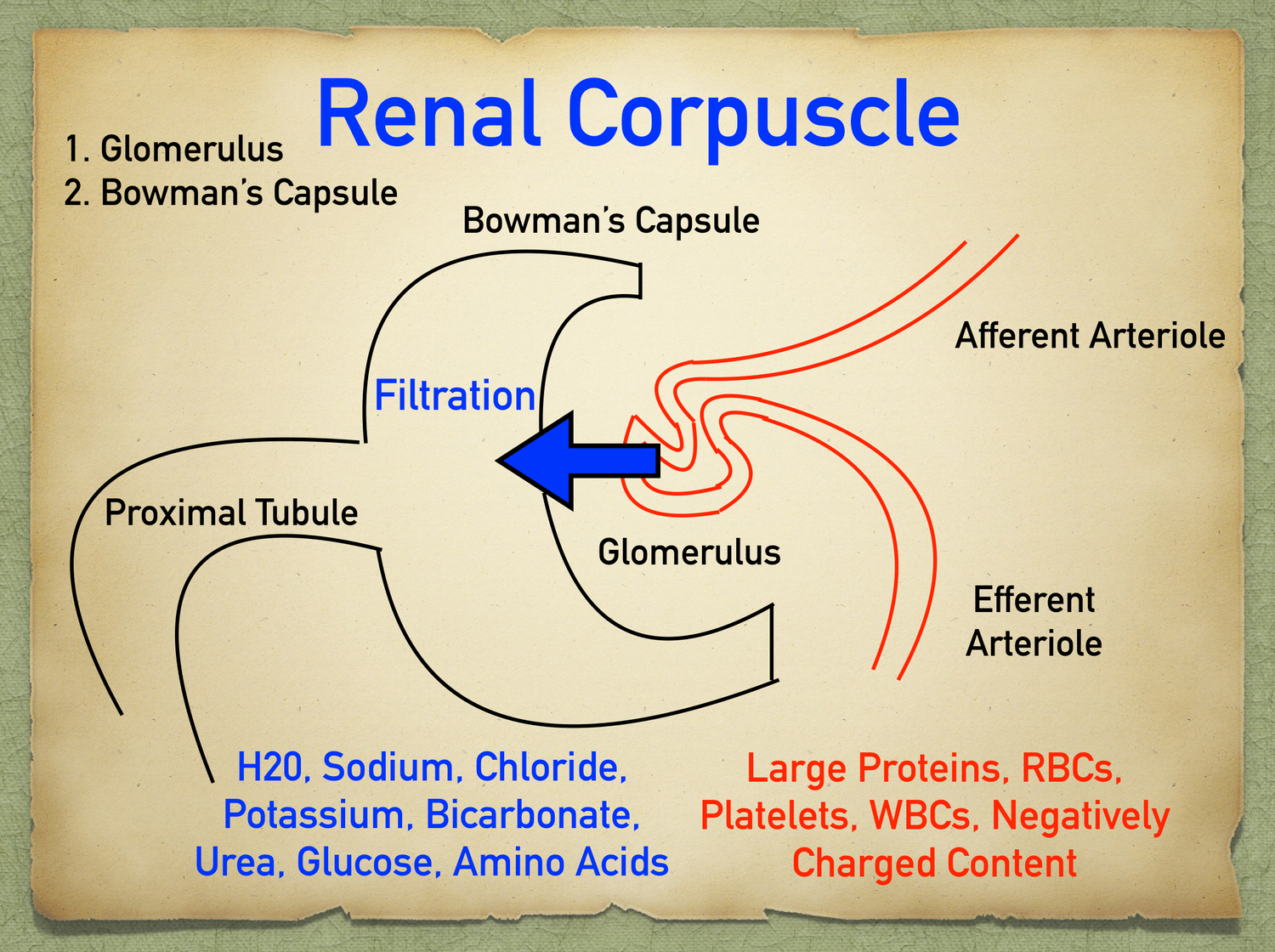 Nephron Structure: Labeled Diagram, Anatomy & Function of Renal Tubule ...