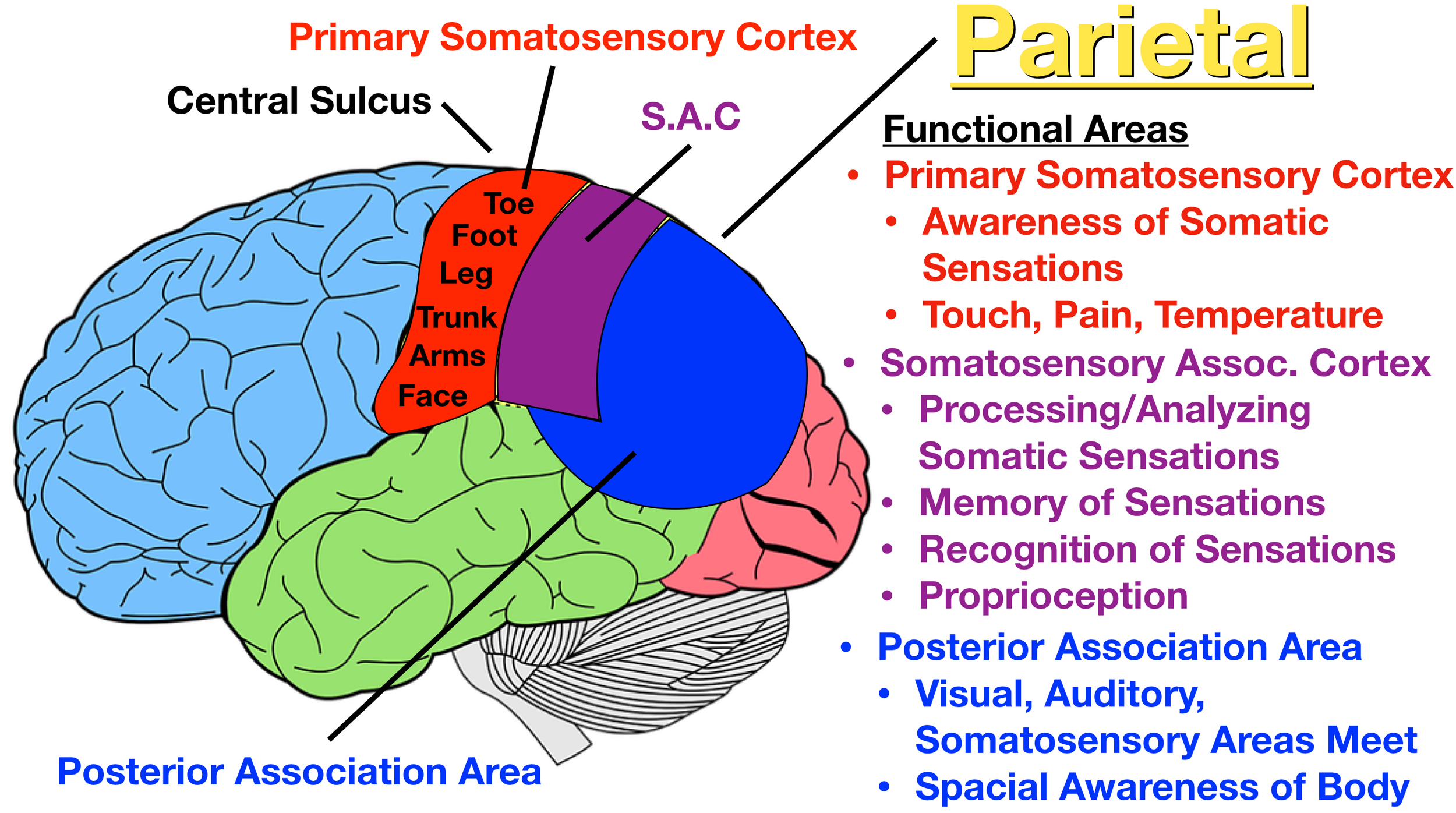 Image: The posterior association area (blue) is involved in proprioceptions and spacial awareness as it processes somatosensory stimuli from the parietal lobe, visual stimuli from the occipital lobe, and auditory stimuli from the temporal lobe.