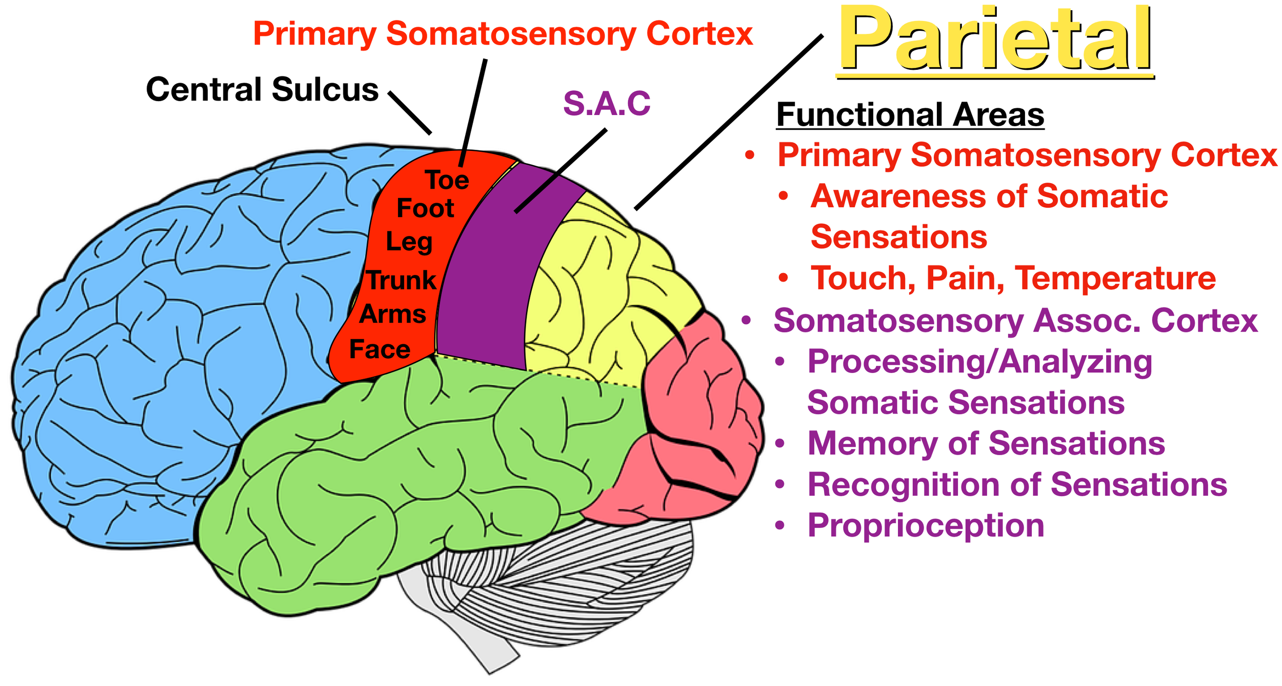 Image: The somatosensory association cortex (purple) is located posterior to the primary somatosensory cortex. It analyzes and processes somatosensory stimuli to help us recognize and understand the stimulus.