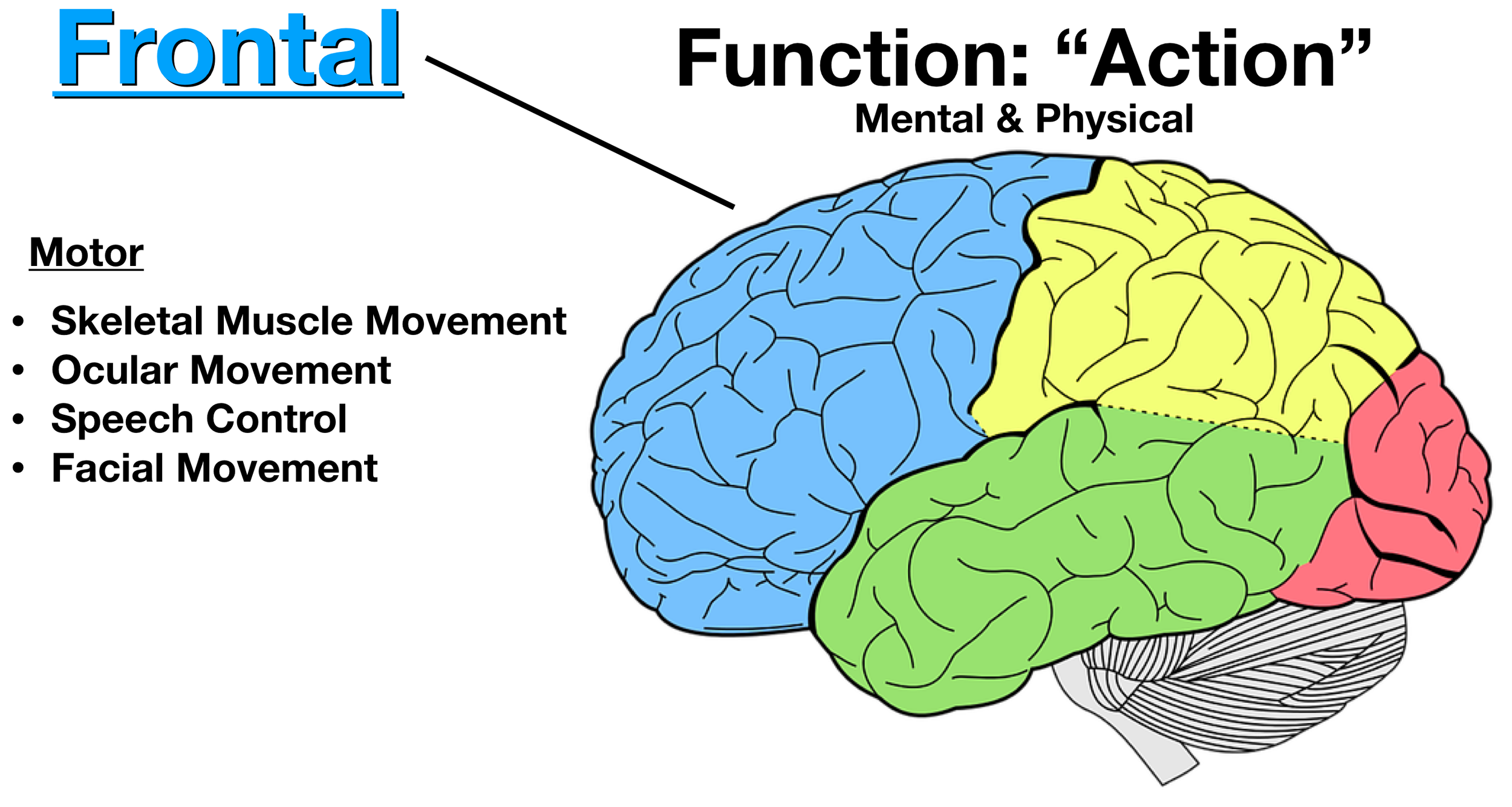 Image: The frontal lobe (blue) is involved in “physical actions” or voluntary motor movements.