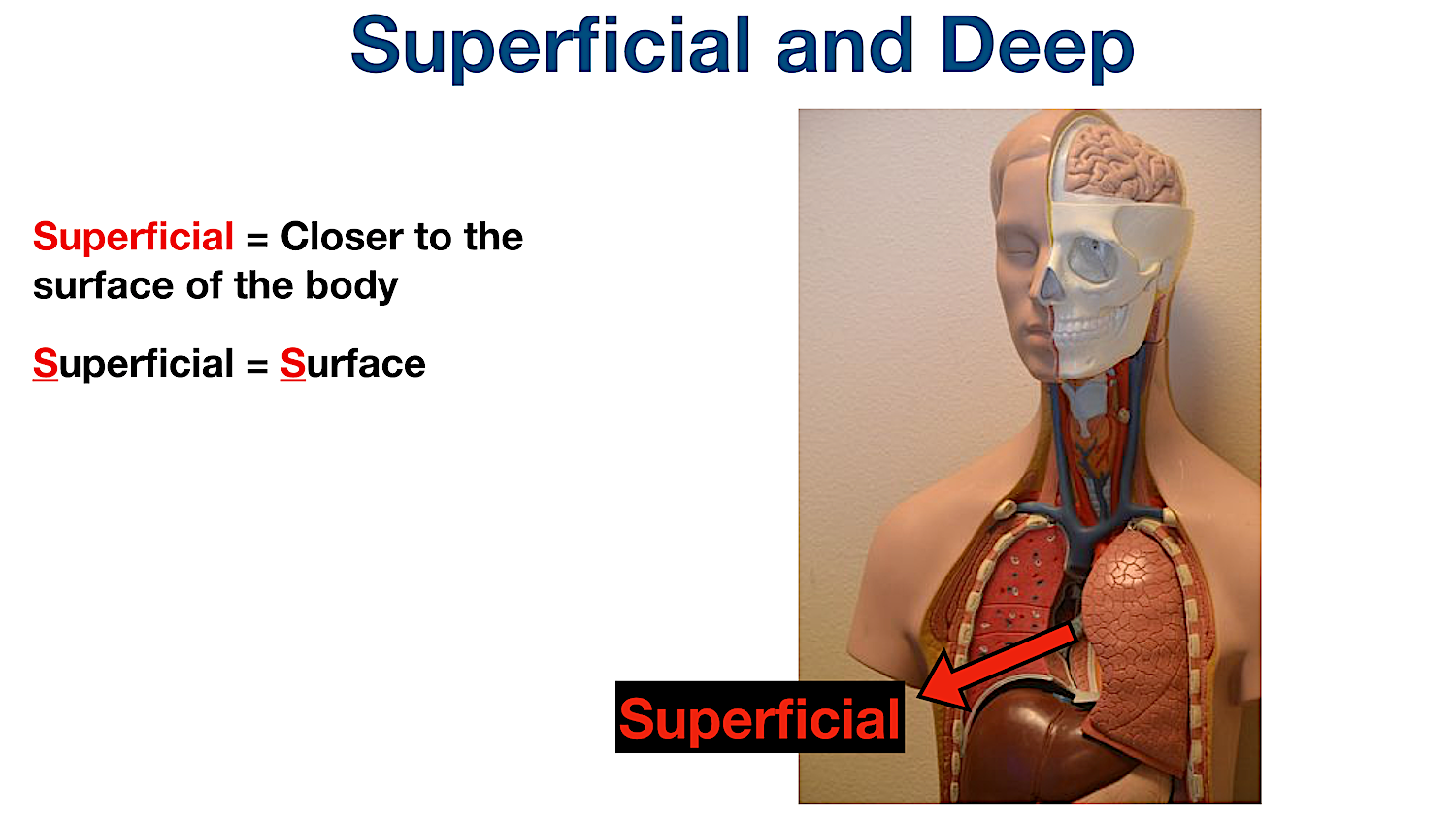 anatomical position directional terms superficial definition example labeled diagram