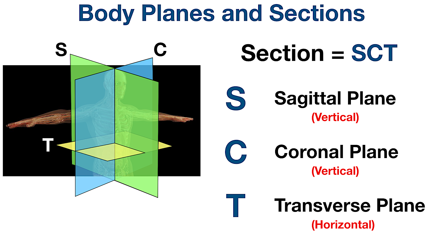 anatomical body planes sections sagittal coronal transverse diagram mnemonic acronym