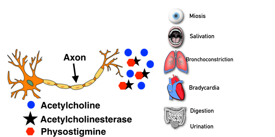 Physostigmine inhibits acetylcholinesterase, an enzyme that normally breaks down acetylcholine. This increases synaptic acetylcholine levels to augment the cholinergic parasympathetic response.