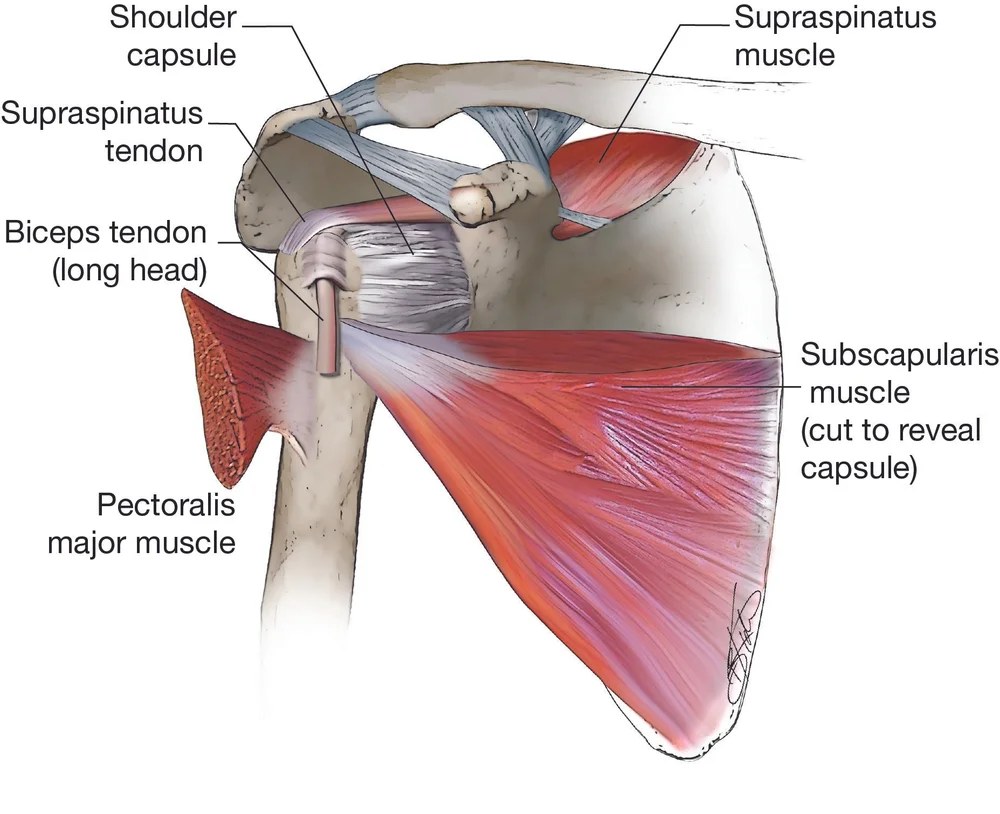 Frozen Shoulder vs Impingement: Causes & PT Solutions — Curnyn Physical ...
