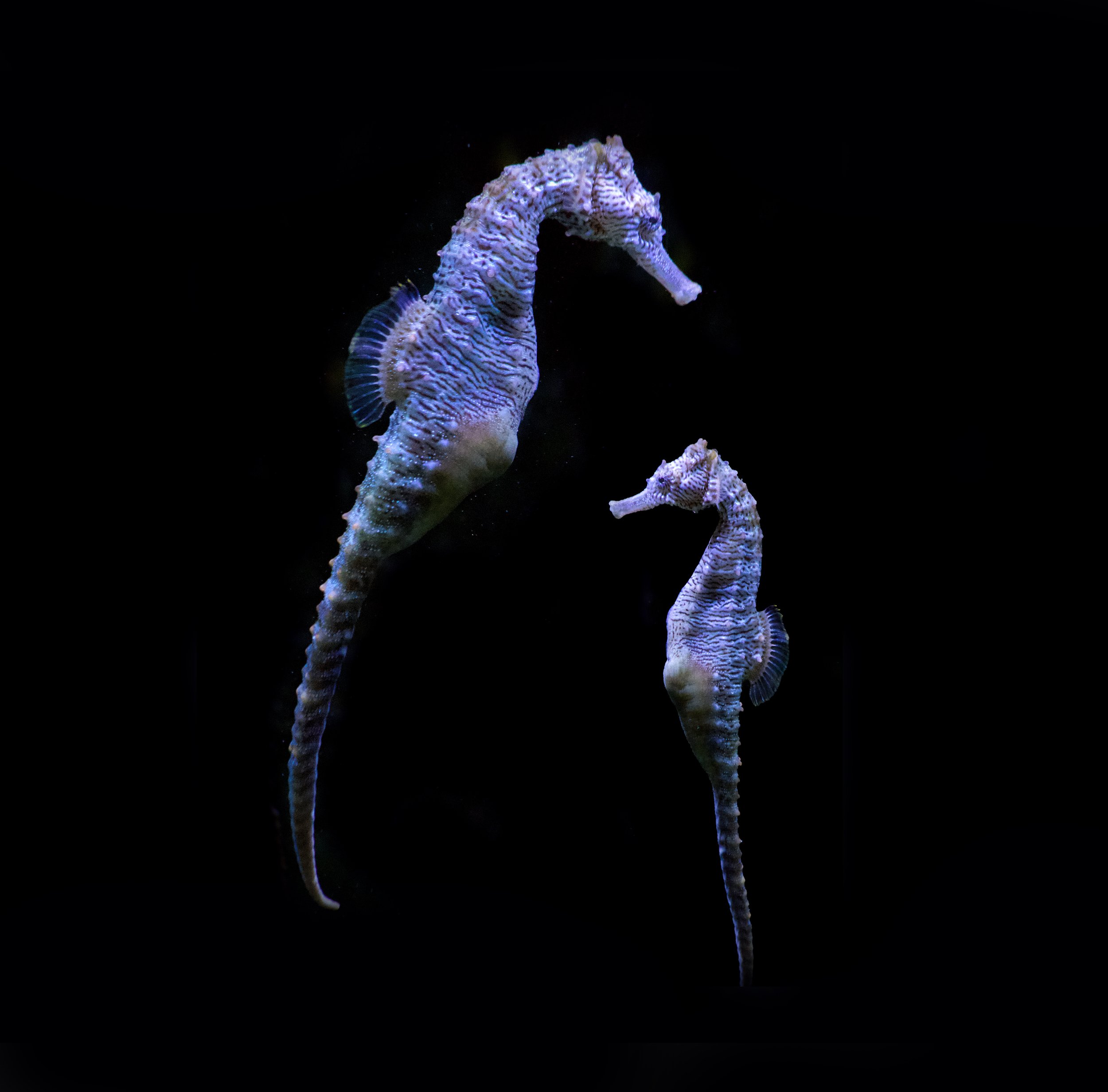 seahorse2024.jpg