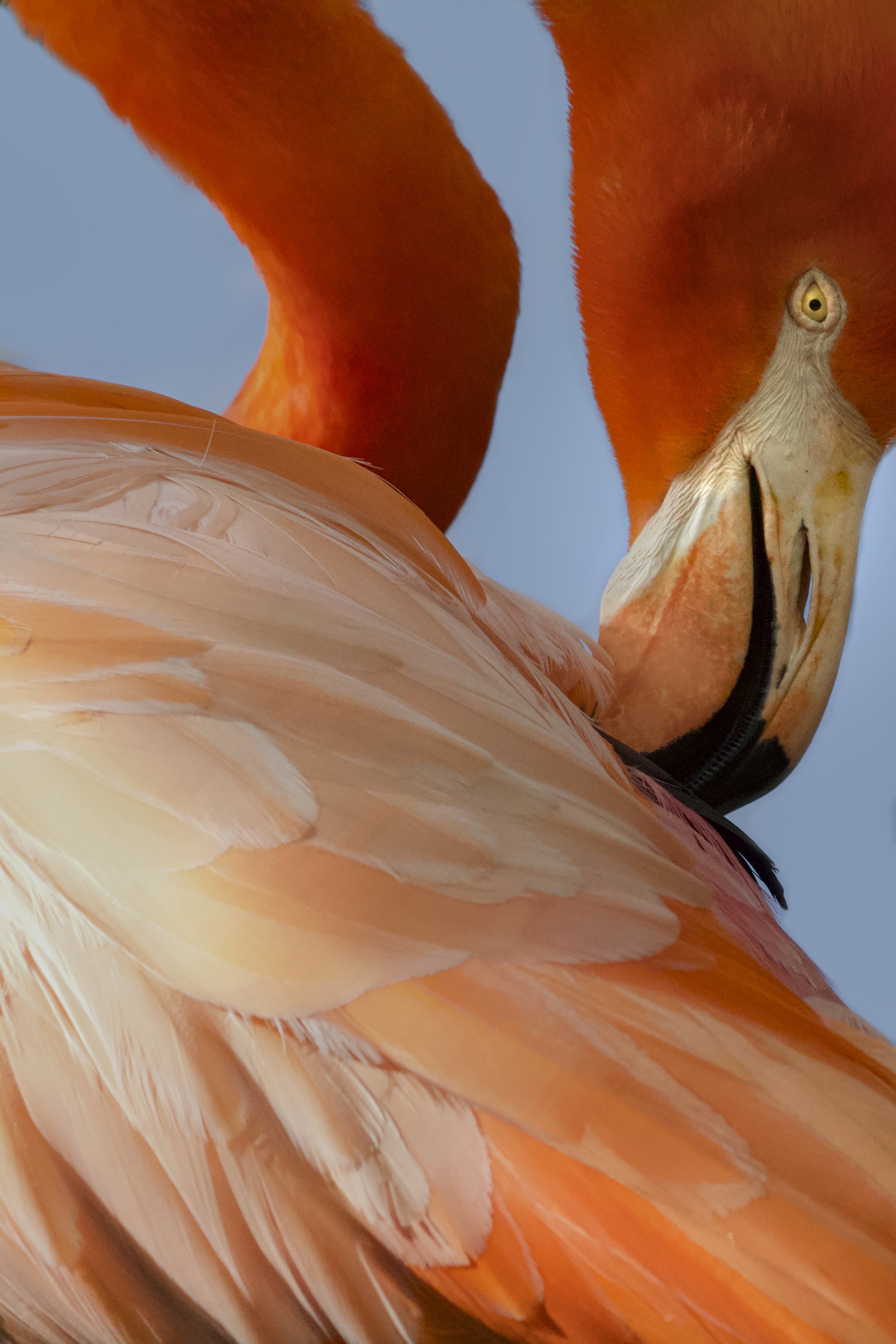 sunfeathers.jpg