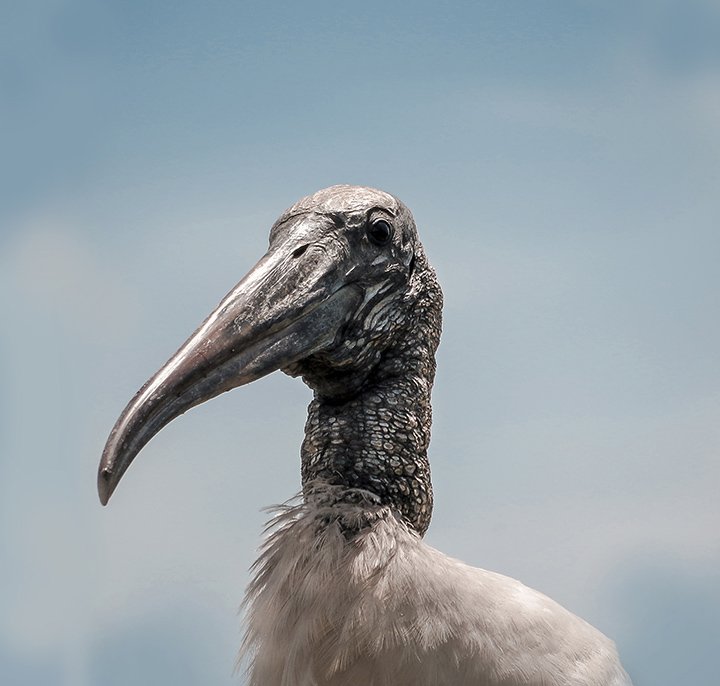 Portrait_of_a_stork_BB.jpg