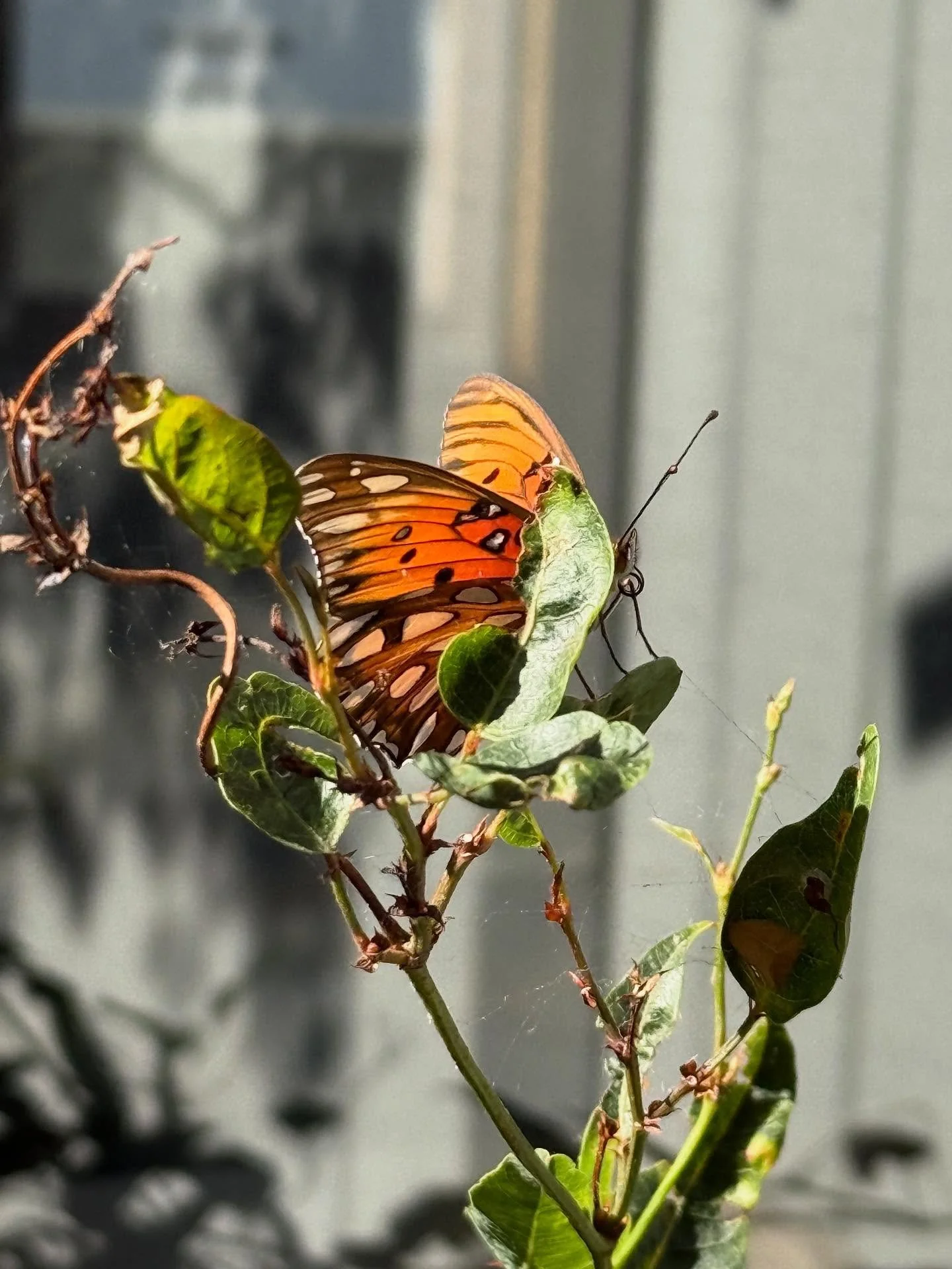 Gulf fritillary spotted! Did you know? They feed exclusively on passionflower vines. The 🐛 are orange with black spines. Scroll to see ➡️ #lagunabeachfairygarden

As always thanks to our volunteers for spotting the magic in the garden.🪴