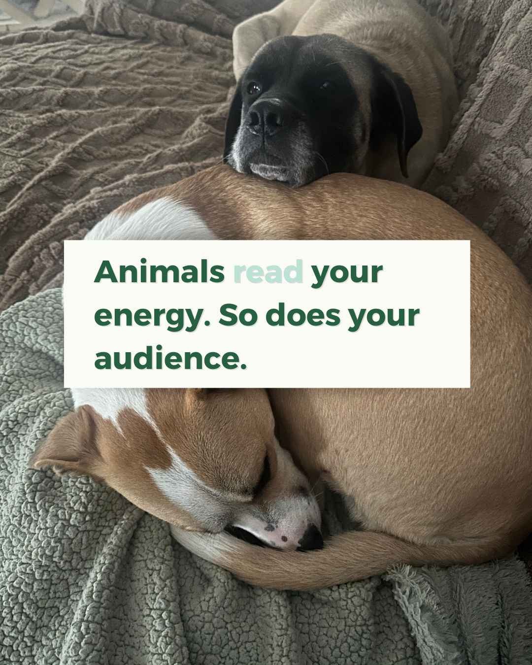 If you're a pet parent, you've likely noticed how your four-legged friend reacts when you aren't feeling your best.⁠
⁠
Whenever I'm sad, Pie comes in close, snuggling my face and sticking to my side until I smile again. And Dandy is always the first 