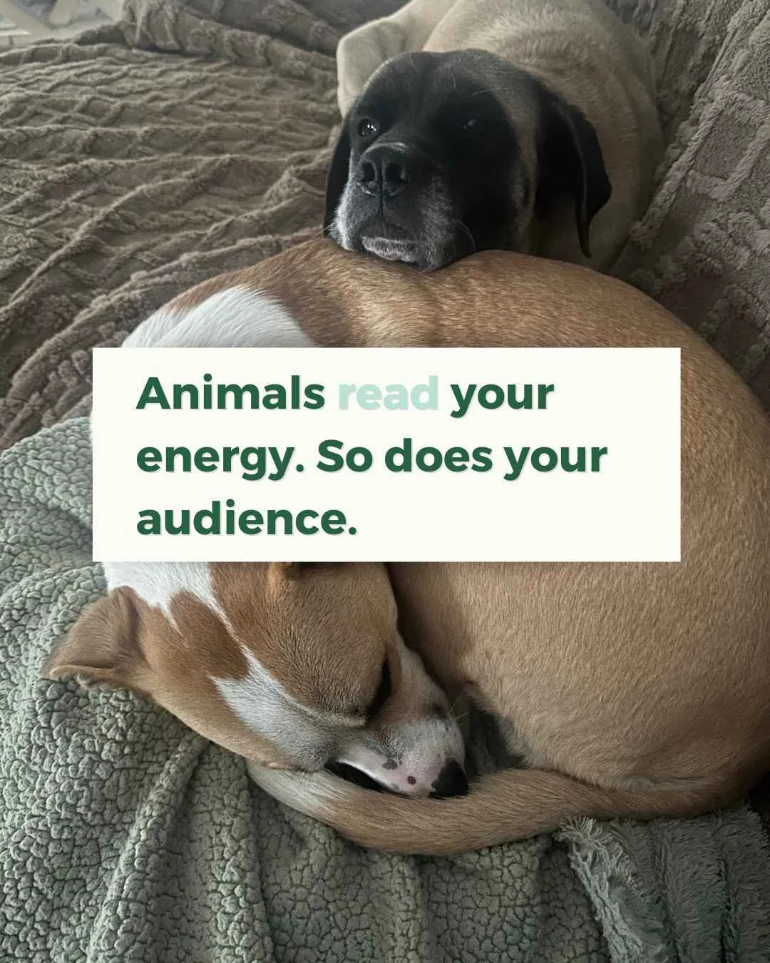 If you're a pet parent, you've likely noticed how your four-legged friend reacts when you aren't feeling your best.⁠
⁠
Whenever I'm sad, Pie comes in close, snuggling my face and sticking to my side until I smile again. And Dandy is always the first 