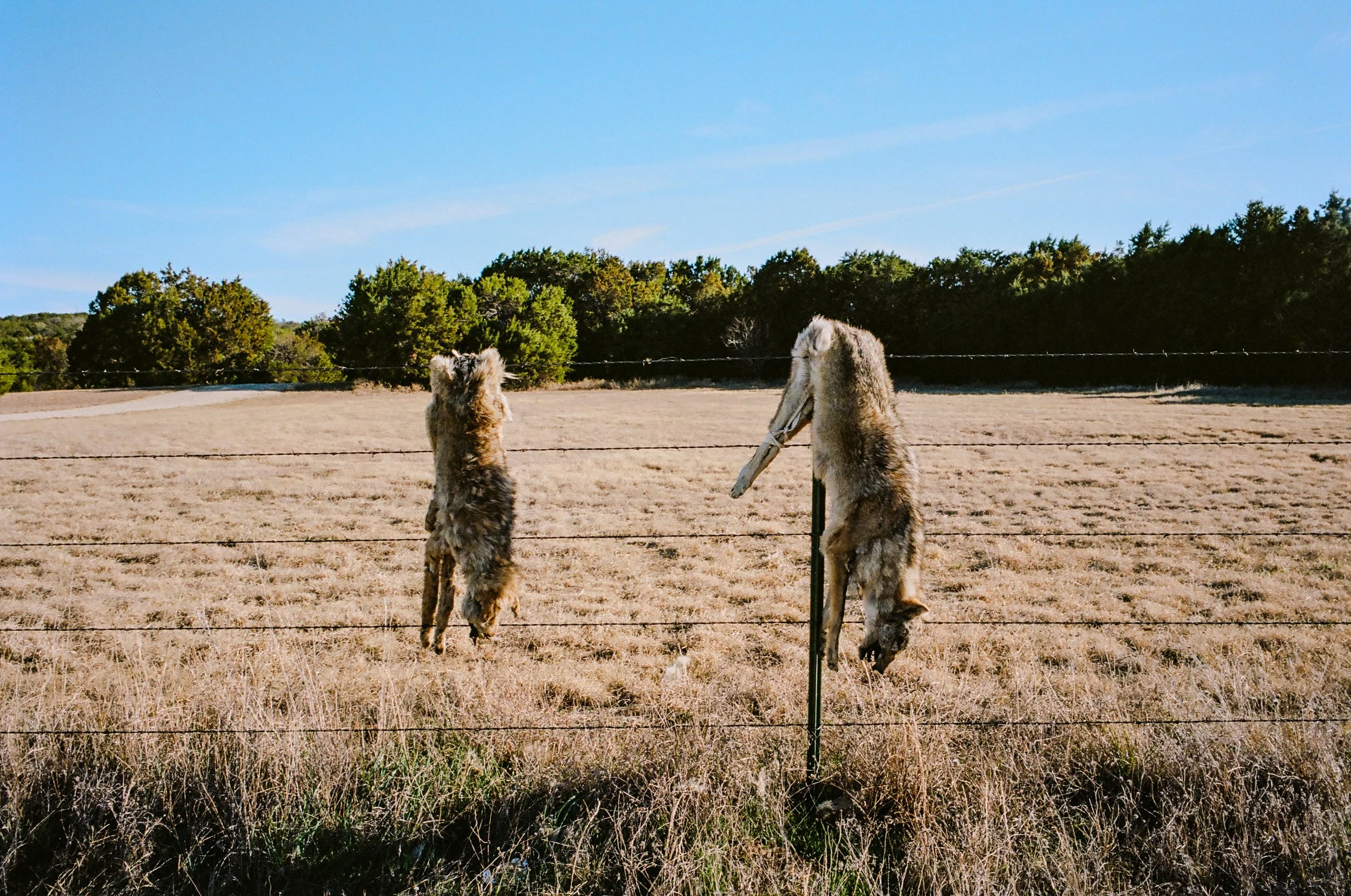 Two Dead Coyotes.