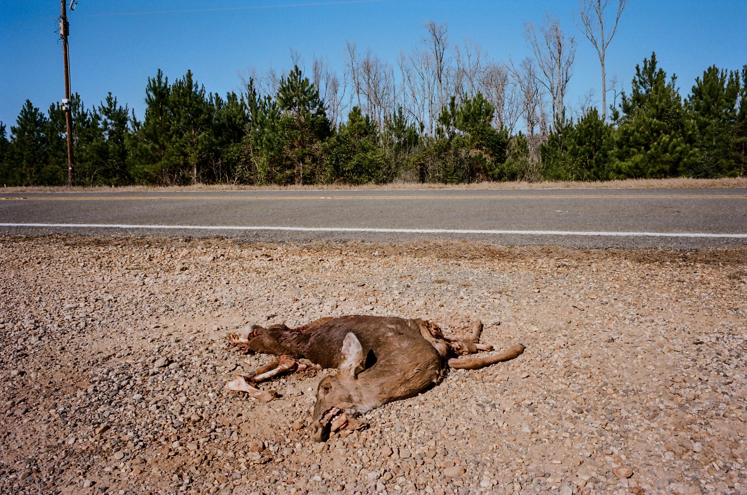 Dead Deer.