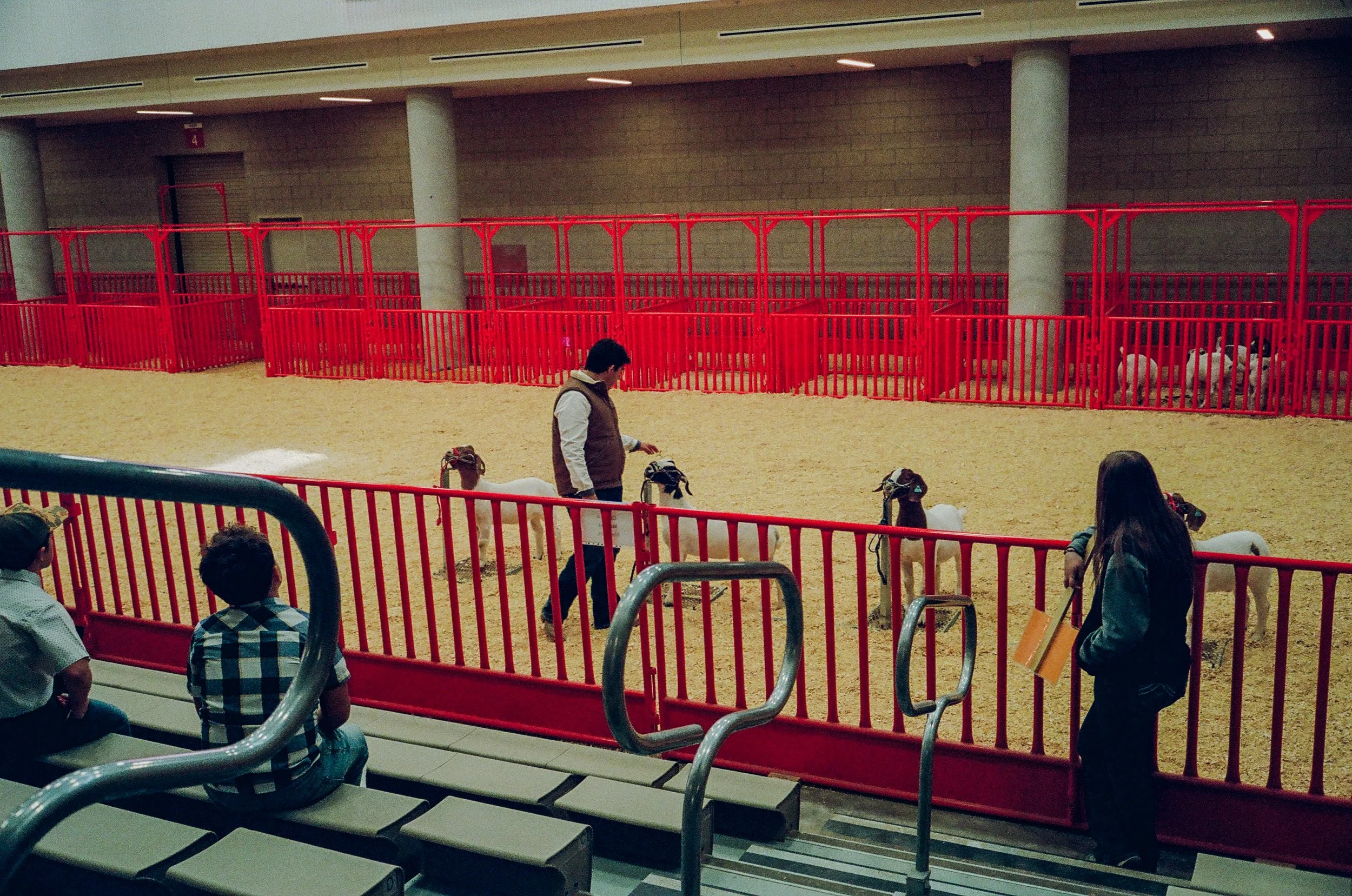 Goat Judging Contest.