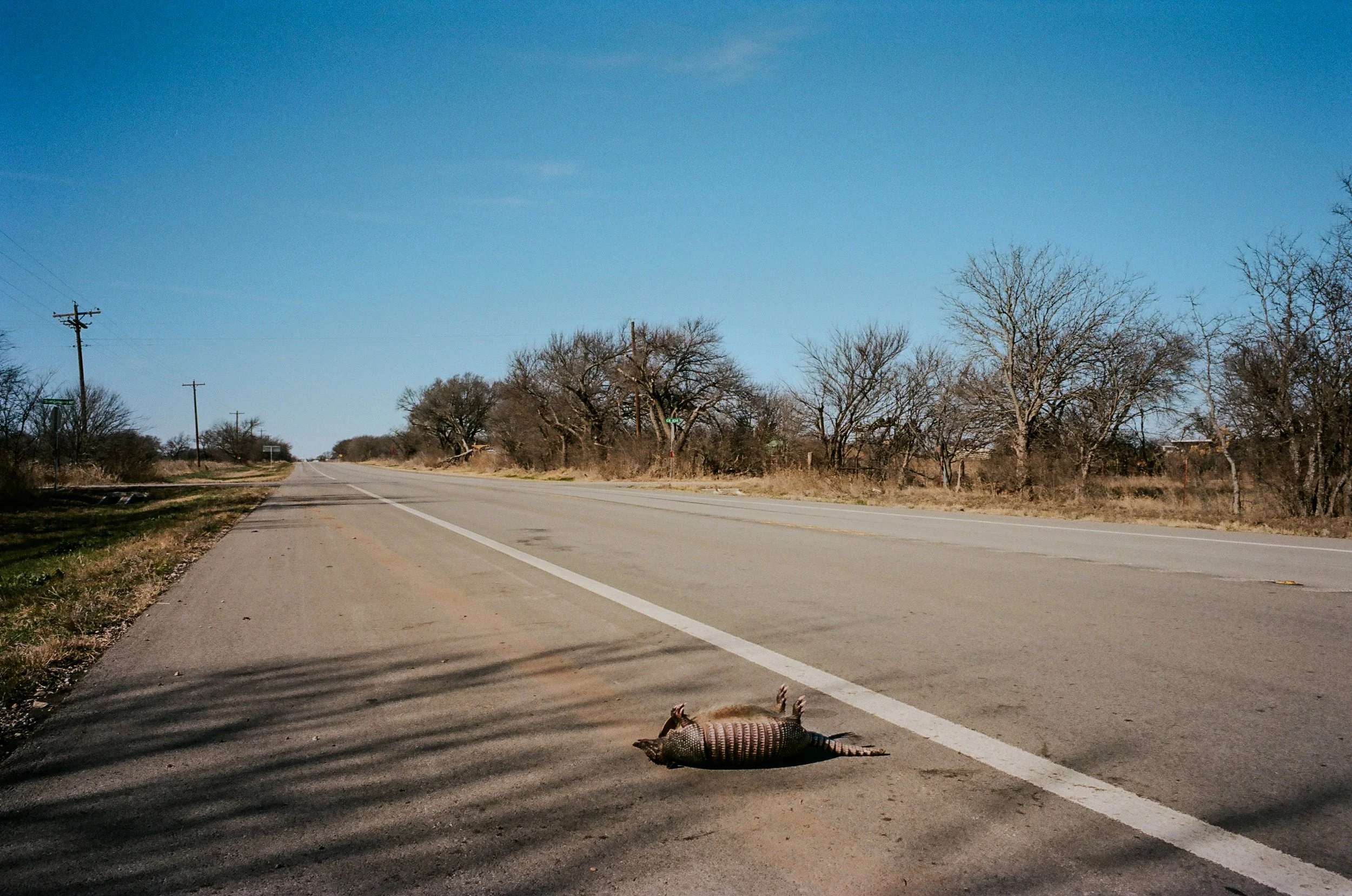 Dead Armadillo.