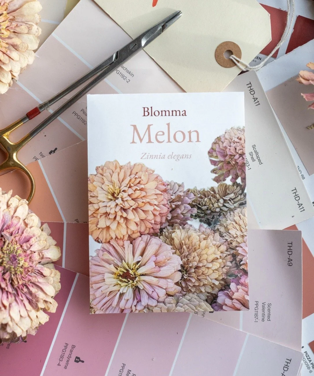 Blomma Zinnias 'Melon'