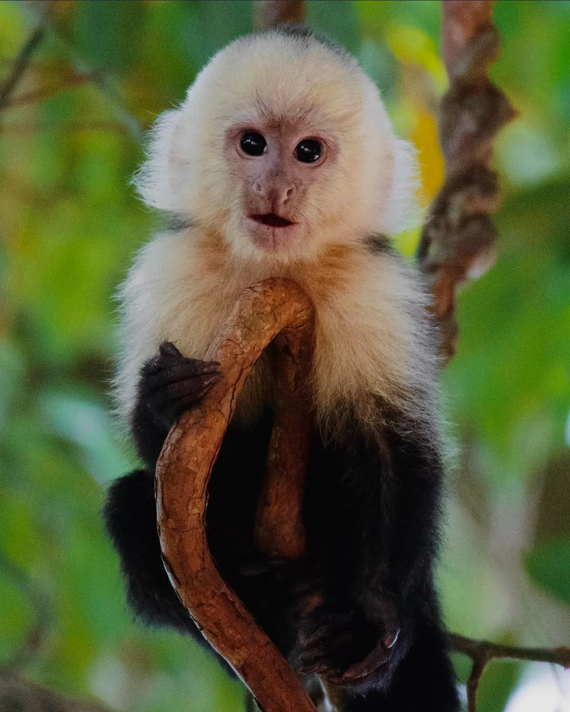 Wild Tesa @wildtesa (9).PNG