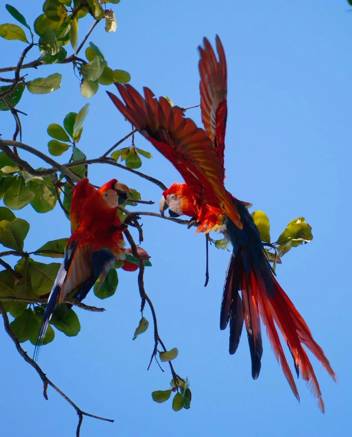 Wild Tesa @wildtesa (8).PNG