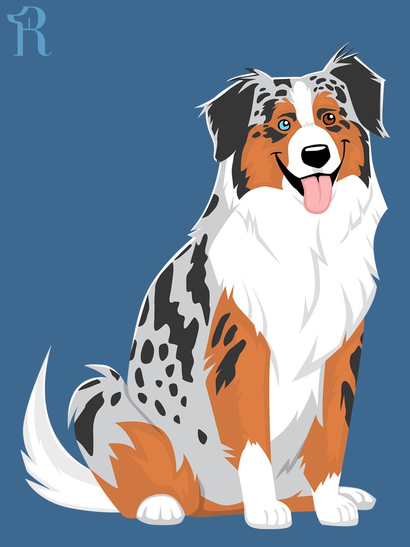 RUFFS Australian Shepherd