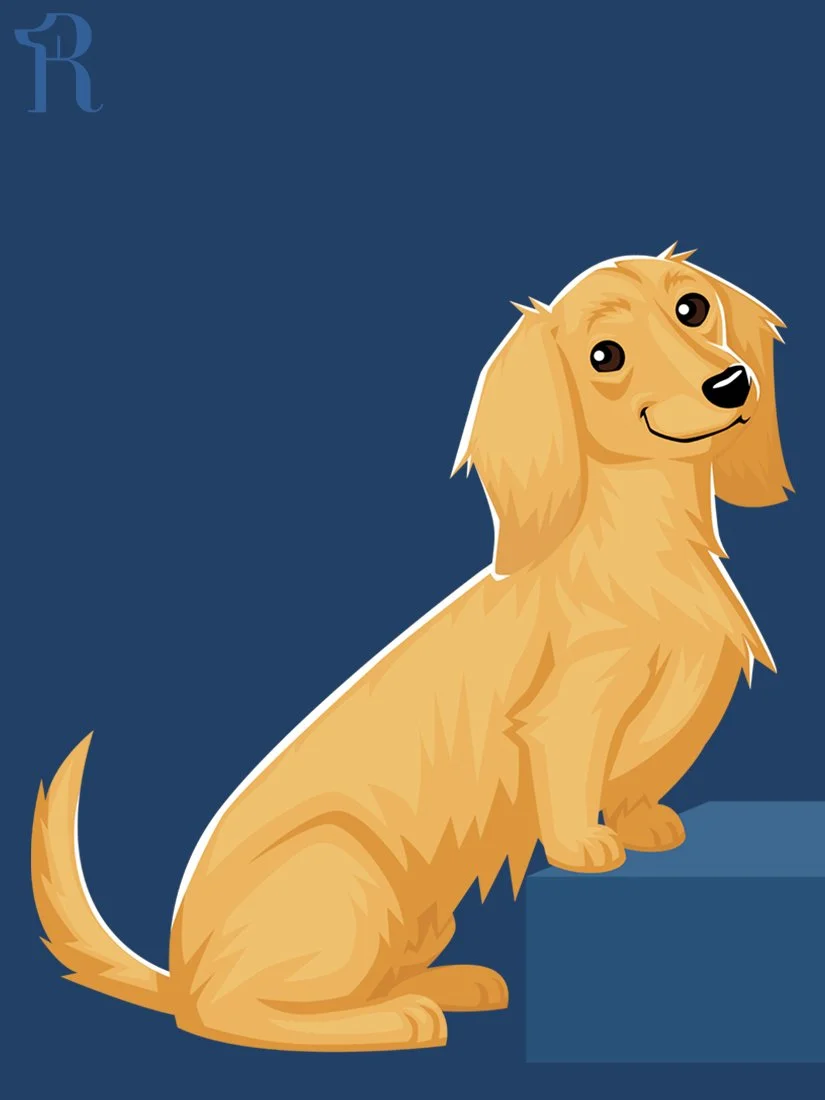 RUFFS English Cream Dachshund