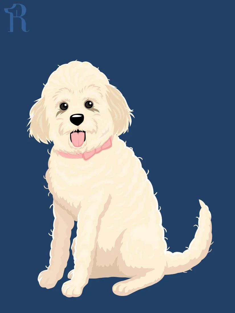 RUFFS Caniche
