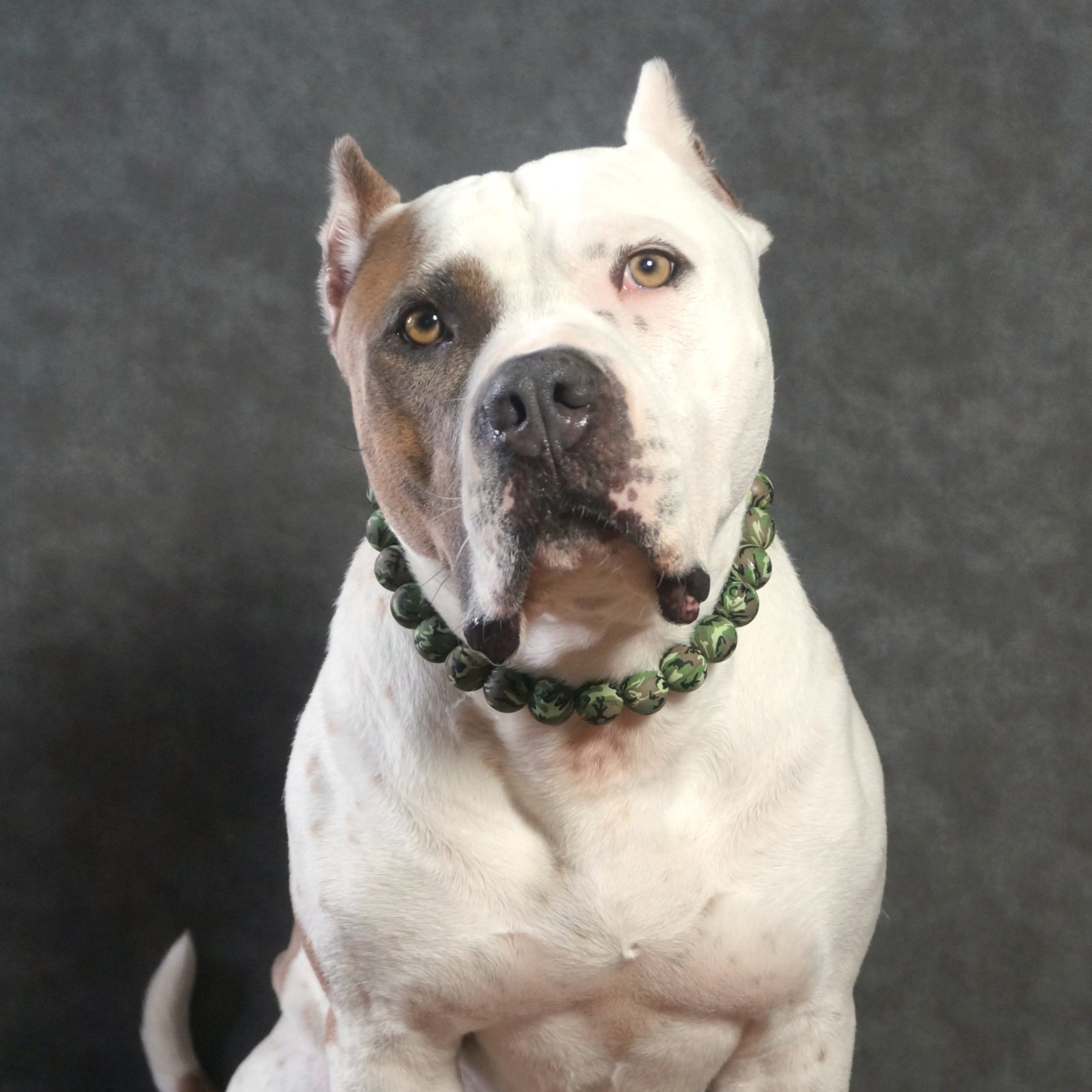 Stylish Dog Collars and Necklaces