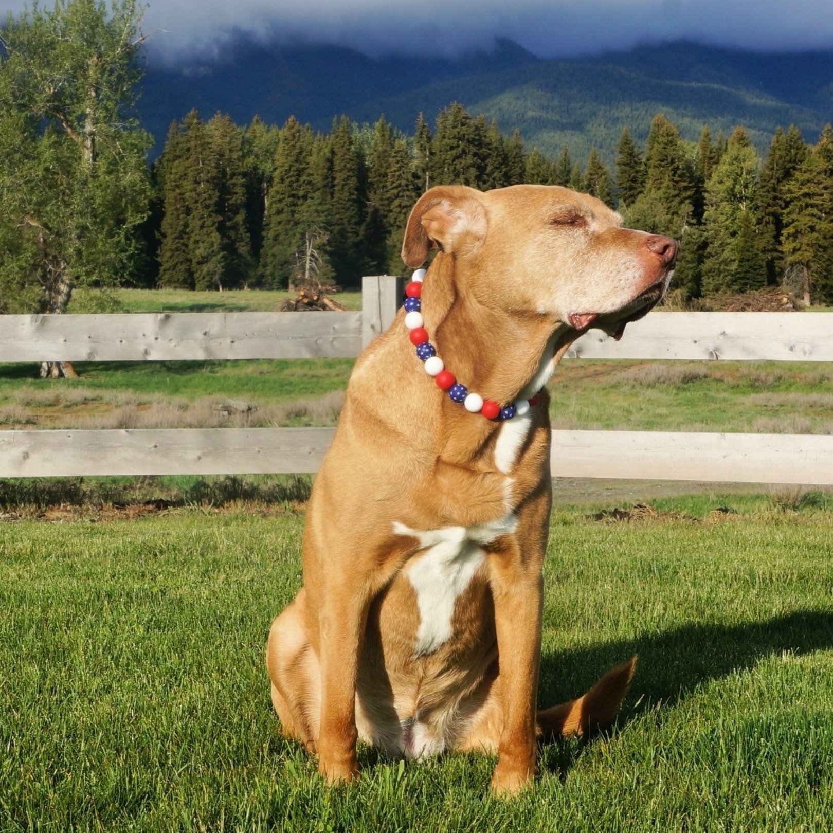 4th of July Stylish Custom Dog Collars and Necklaces in red, white, and blue