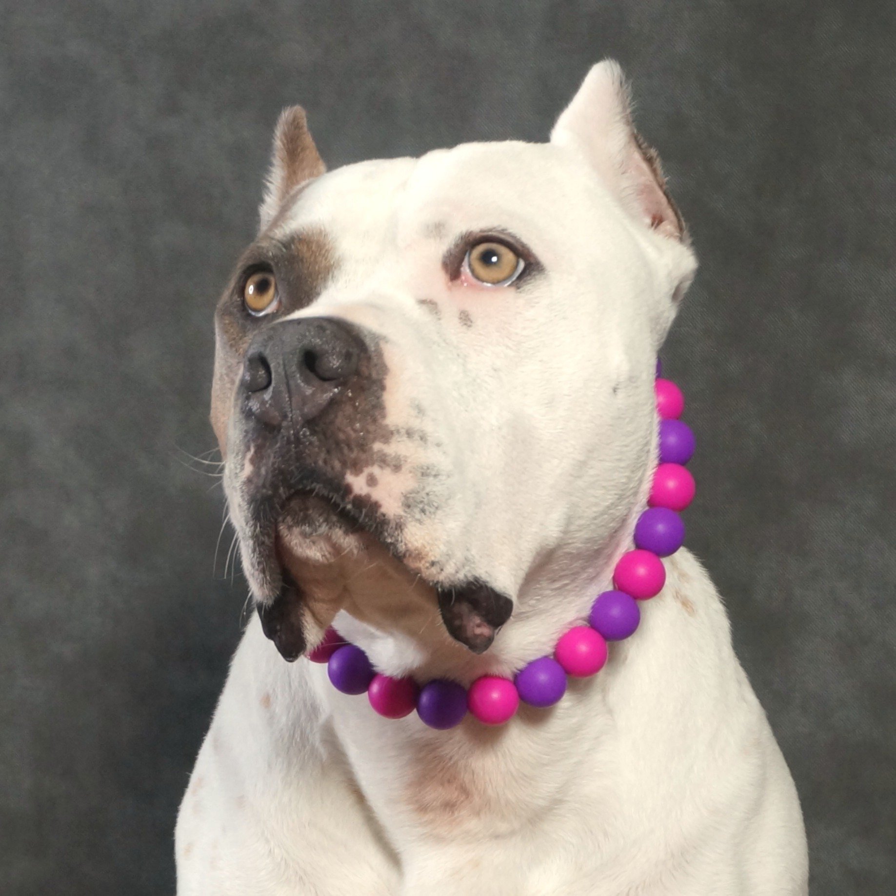 Stylish Dog Collars and Necklaces