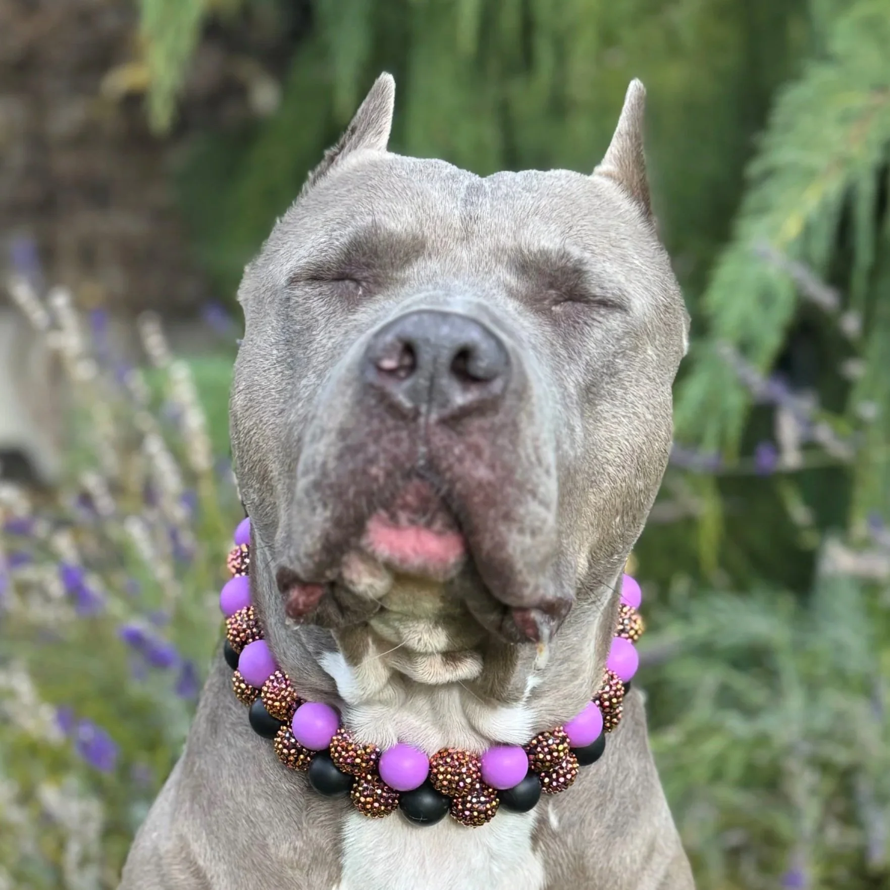 Silicone Beaded Dog Collars and Necklaces Near Me