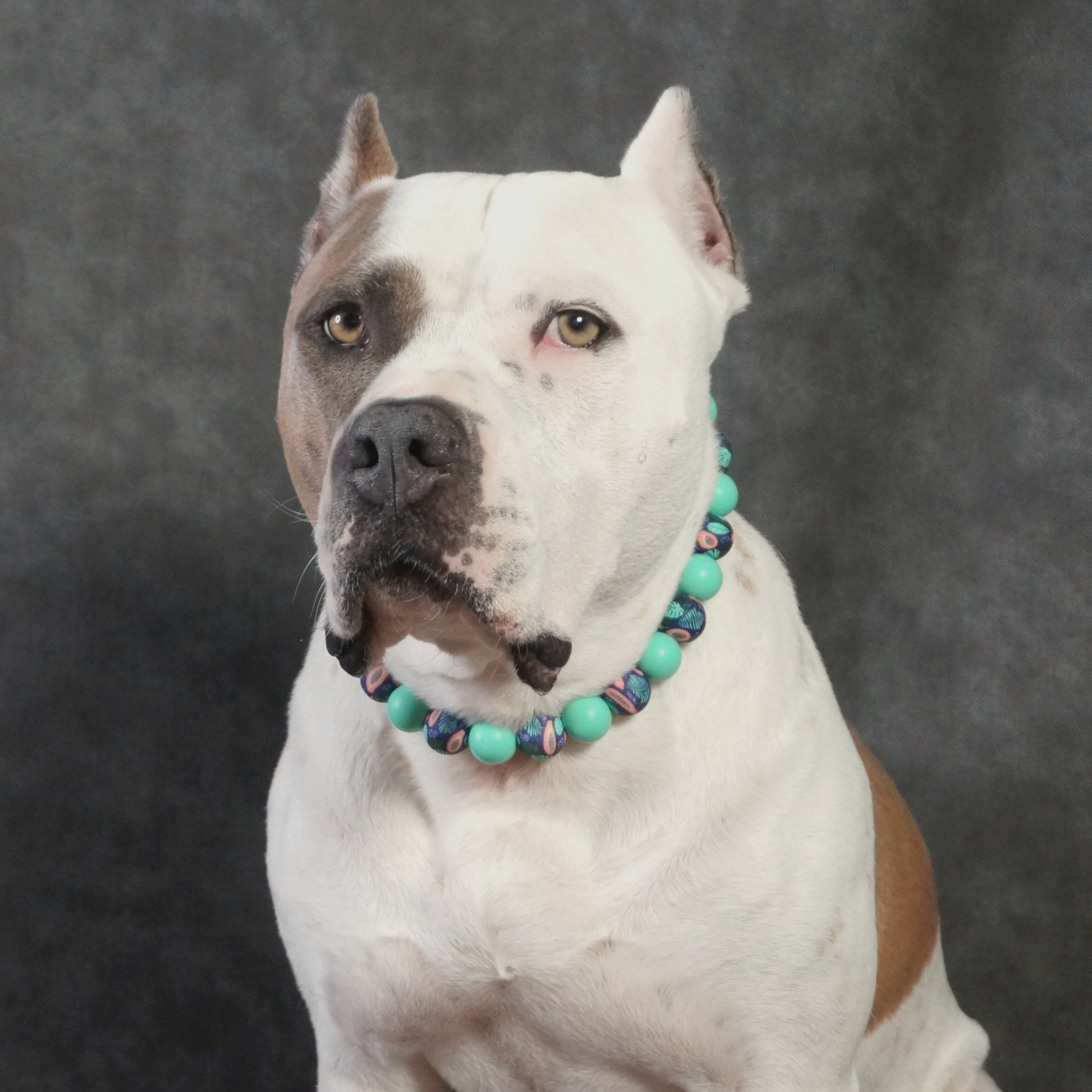 Stylish Dog Collars and Necklaces